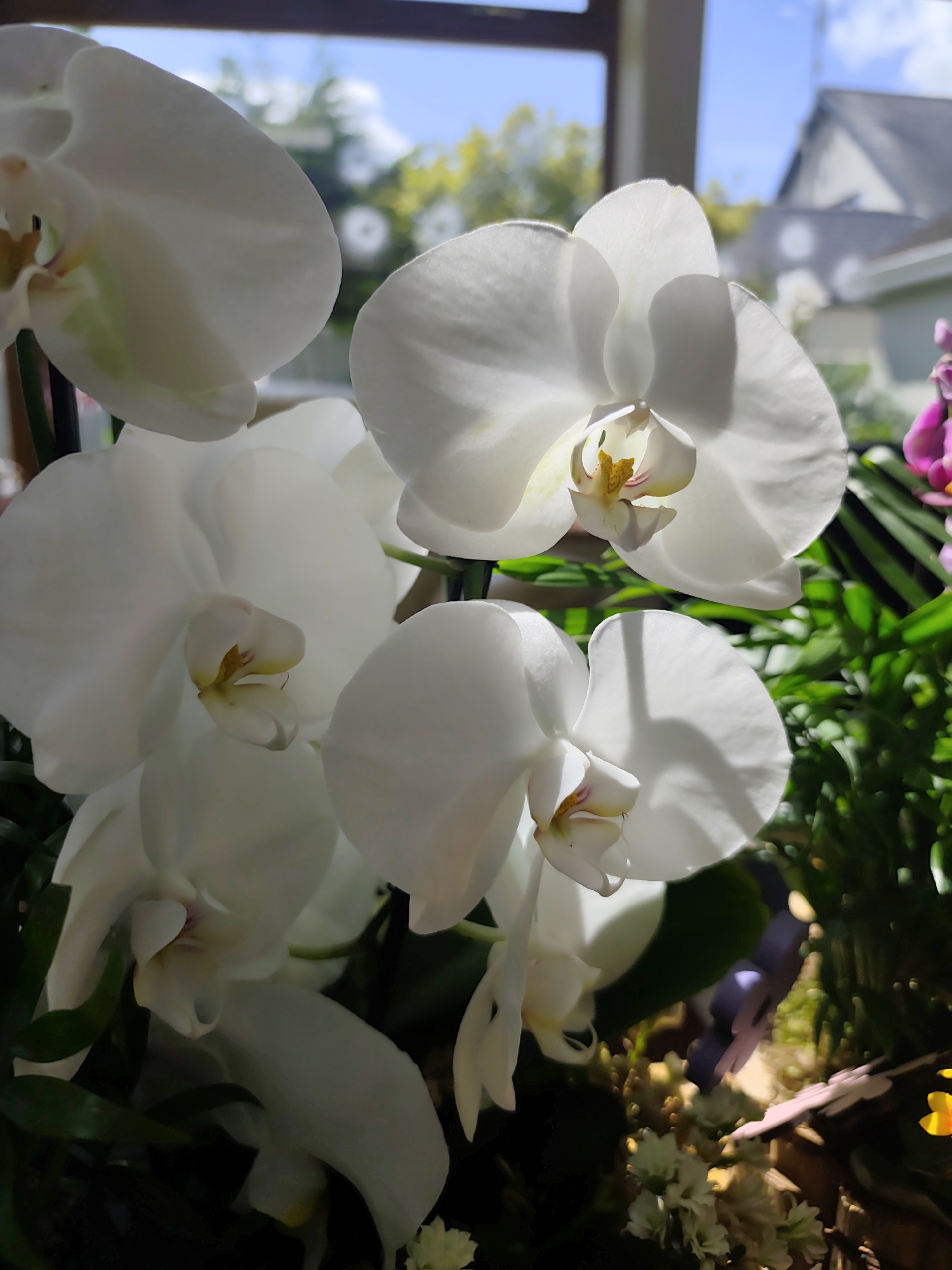 Orchids, piano keys, and a Santa figurine in Castlebar
