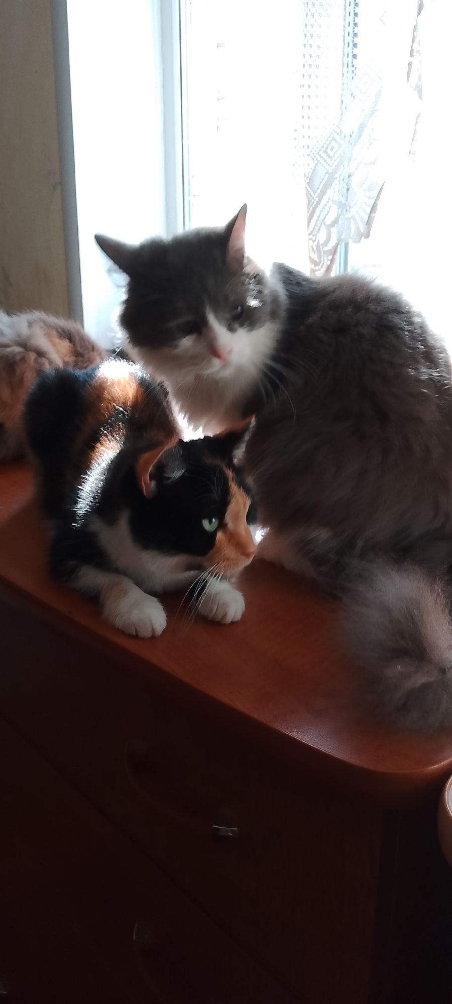A houseful of cats in a Belgorod apartment, summer morning