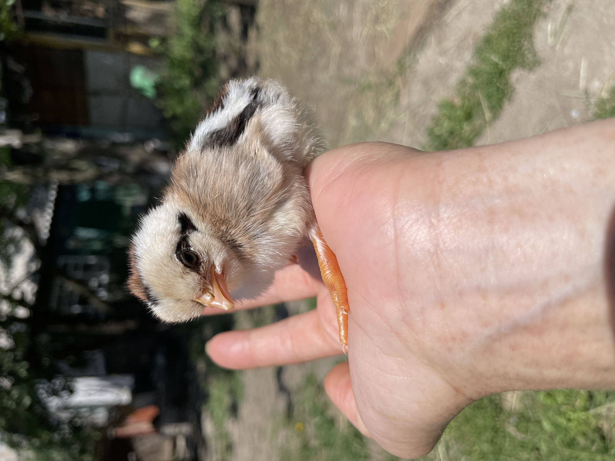 Morning farm life documented with animals, flowers, fresh produce