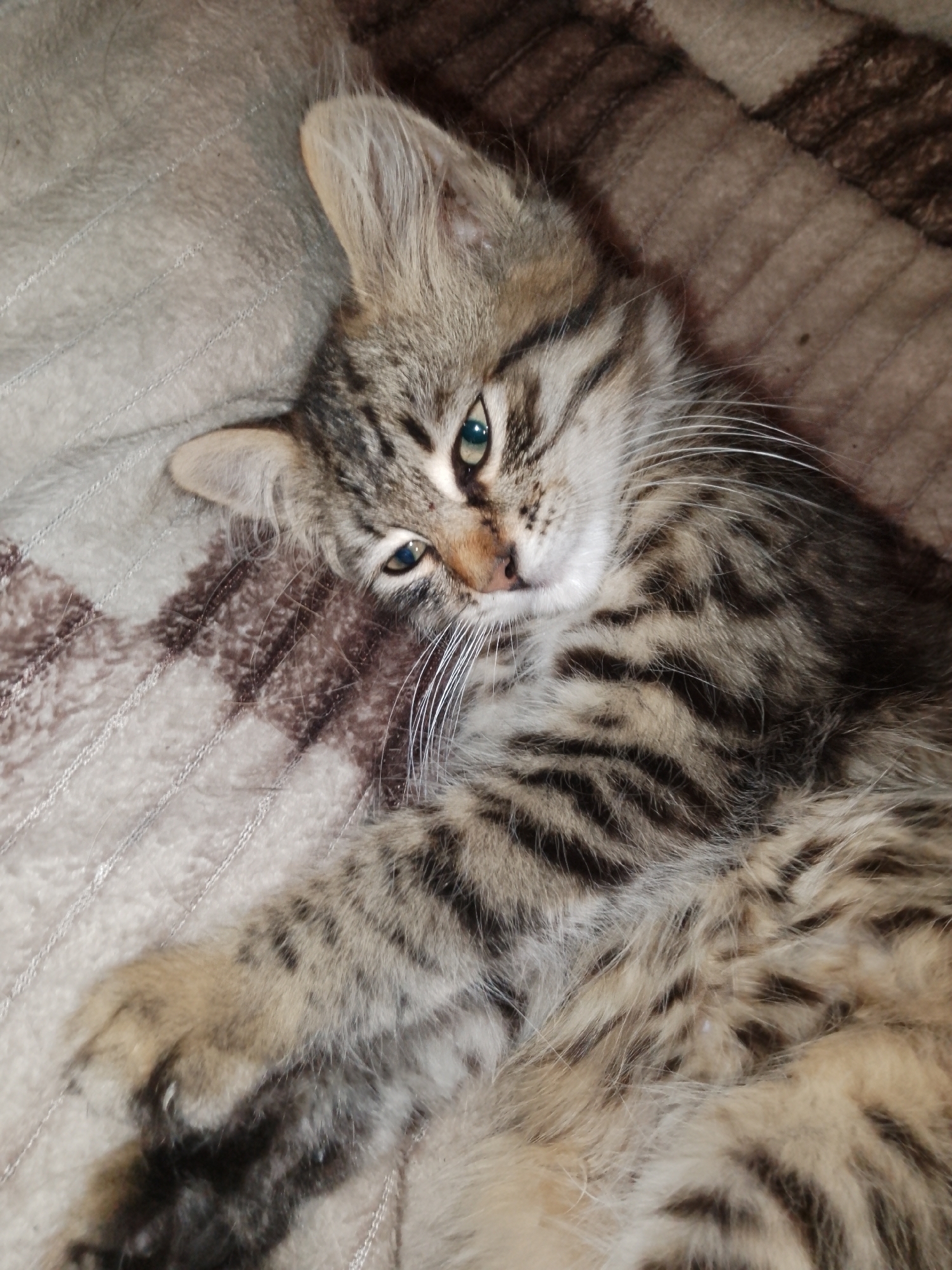 Tabby kitten napping, sitting, and exploring windowsills
