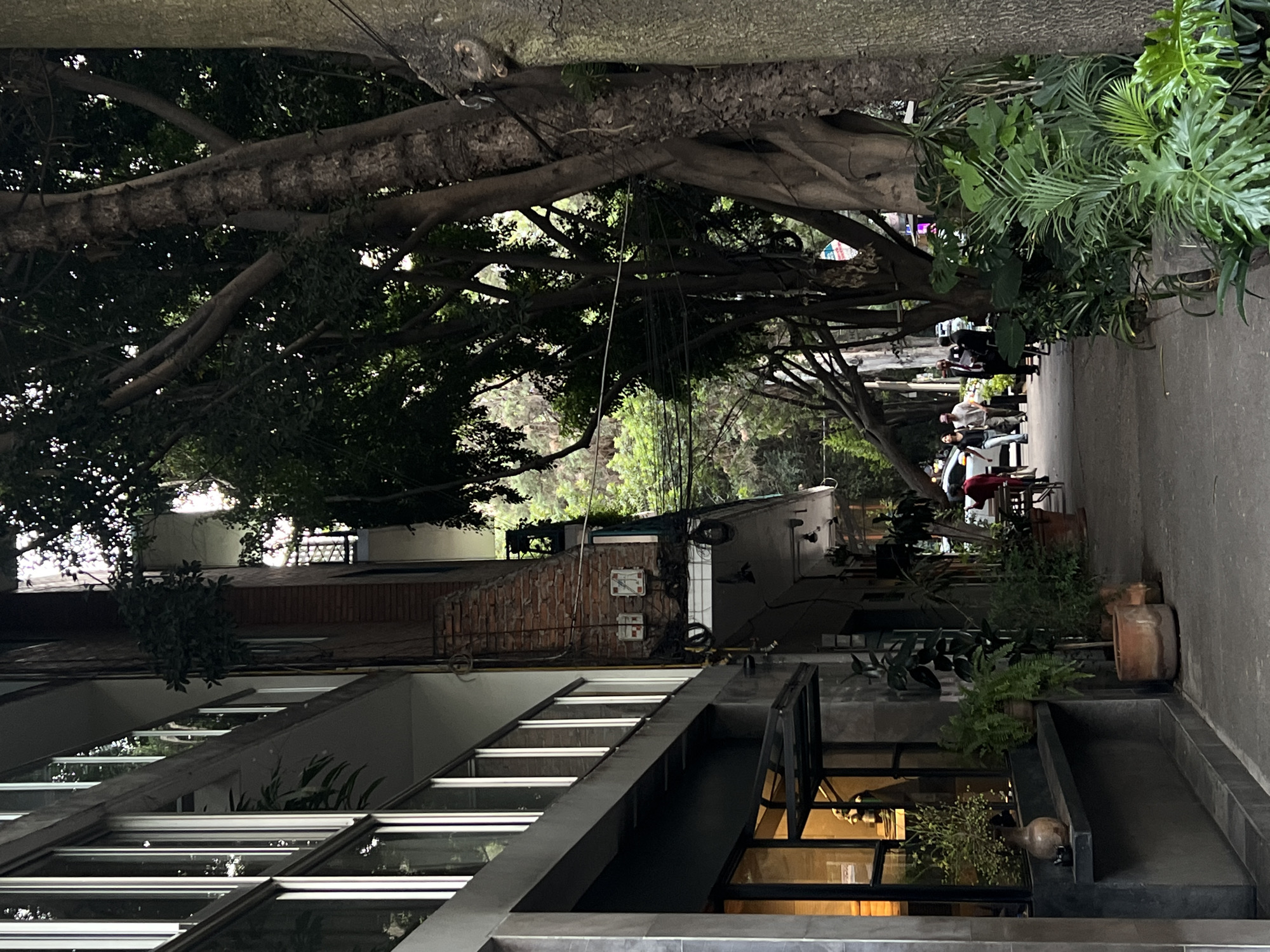 Evening scene captures tree-lined walkway and restaurant in Mexico City