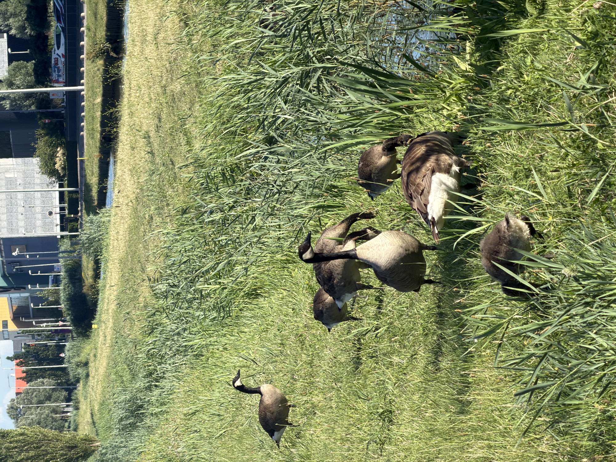 Wind turbines and grazing geese along a Dutch canal path
