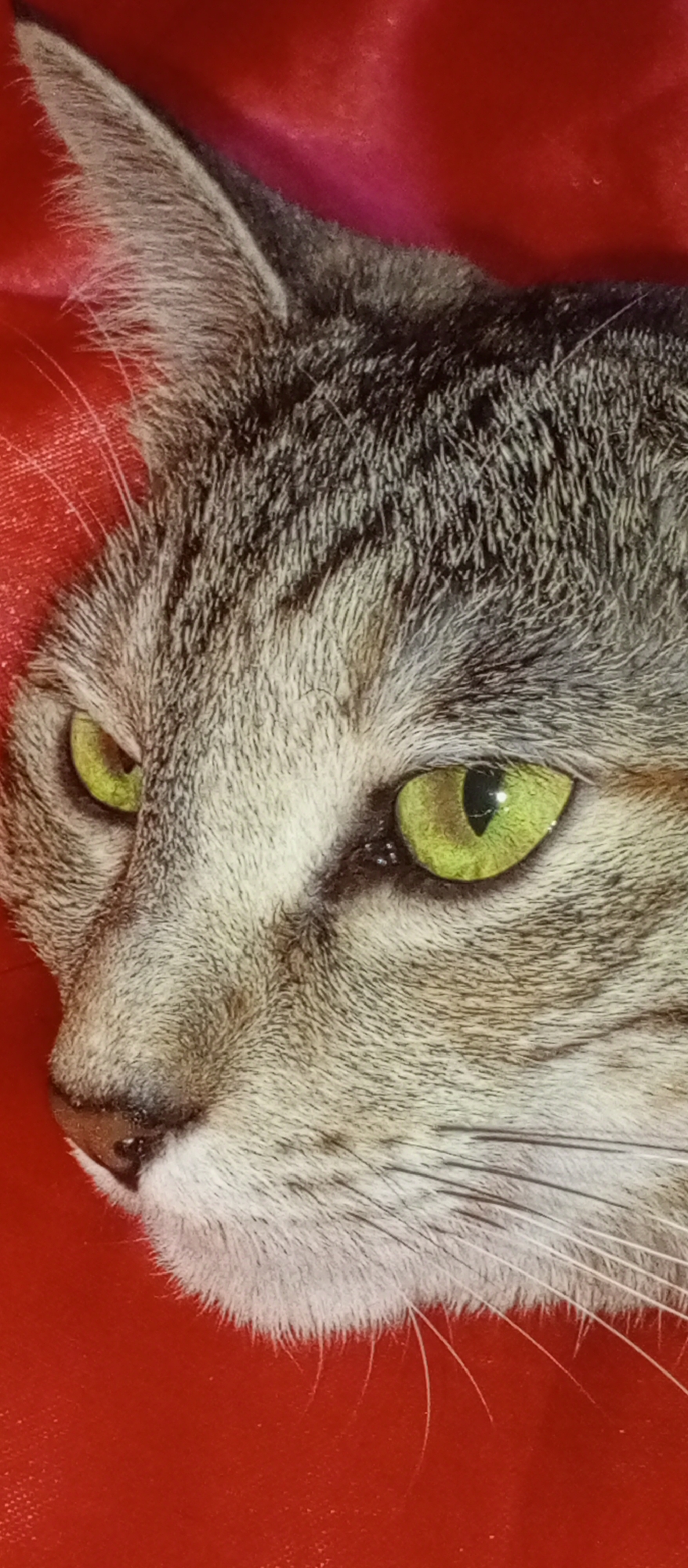 Tabby cat portrait session on red satin, Tashkent