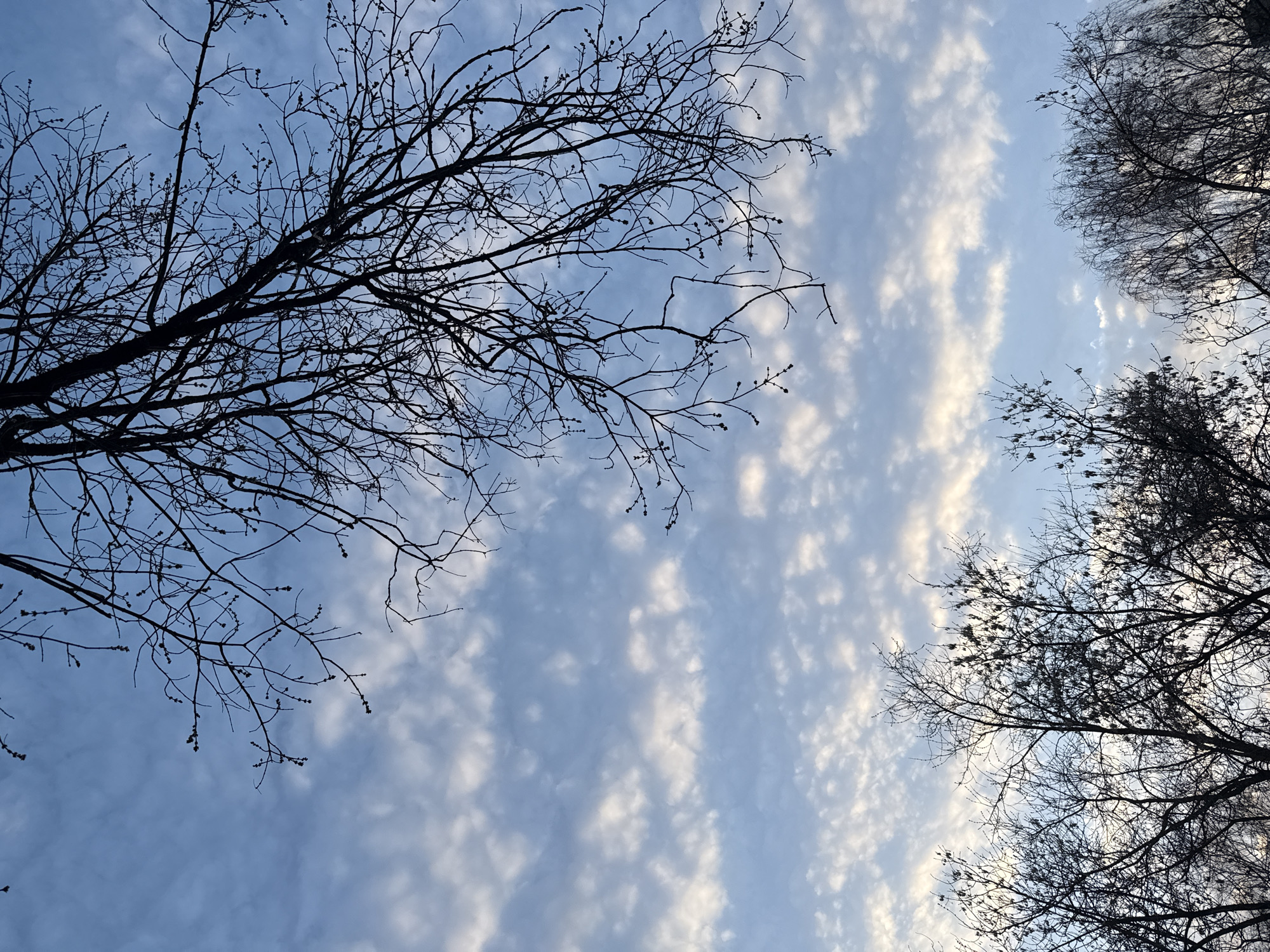 Winter sky view captured through bare branches in Dmitrov