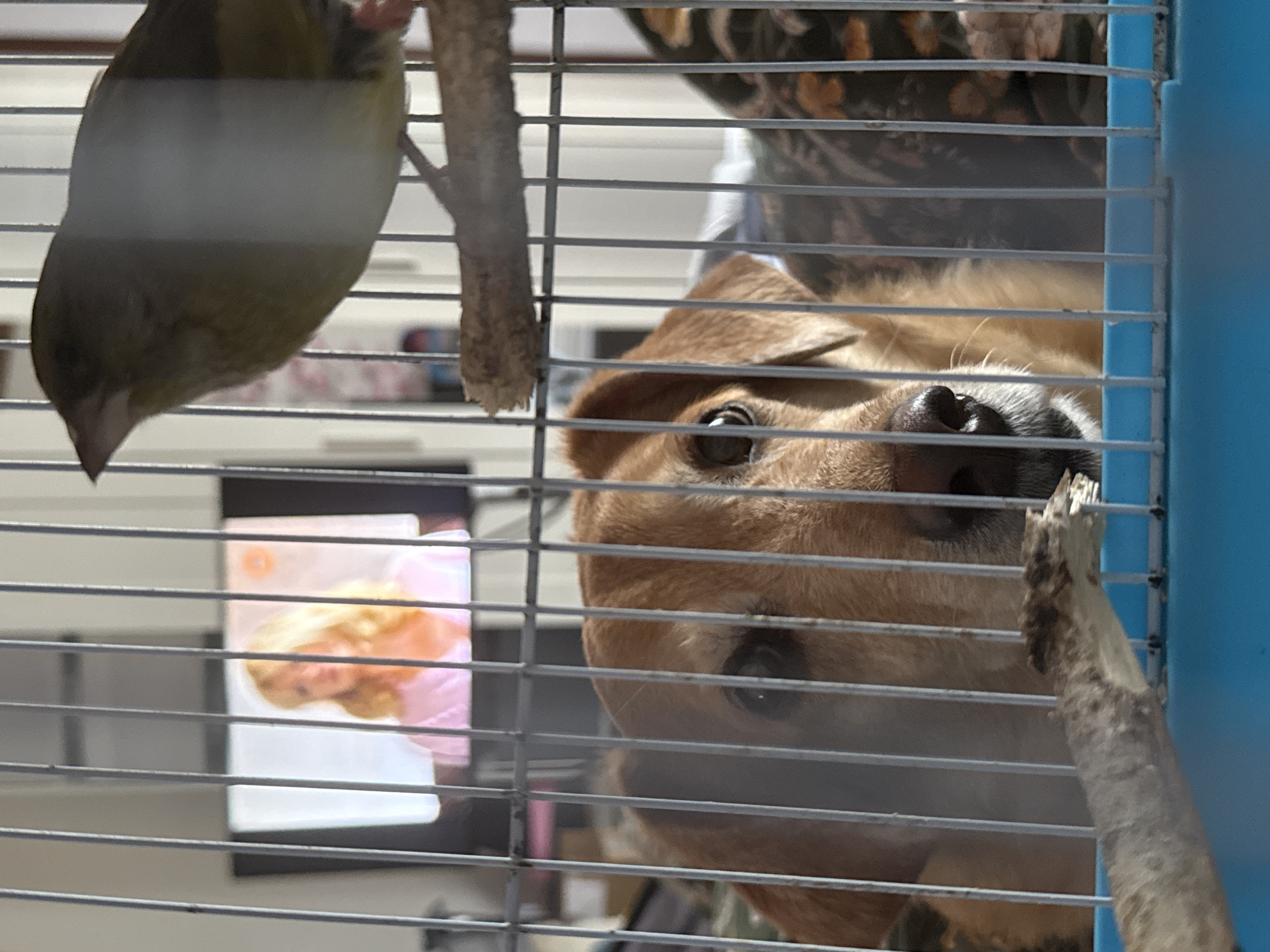 Pet owner shares moment with rodent, bird, dog in Zagreb