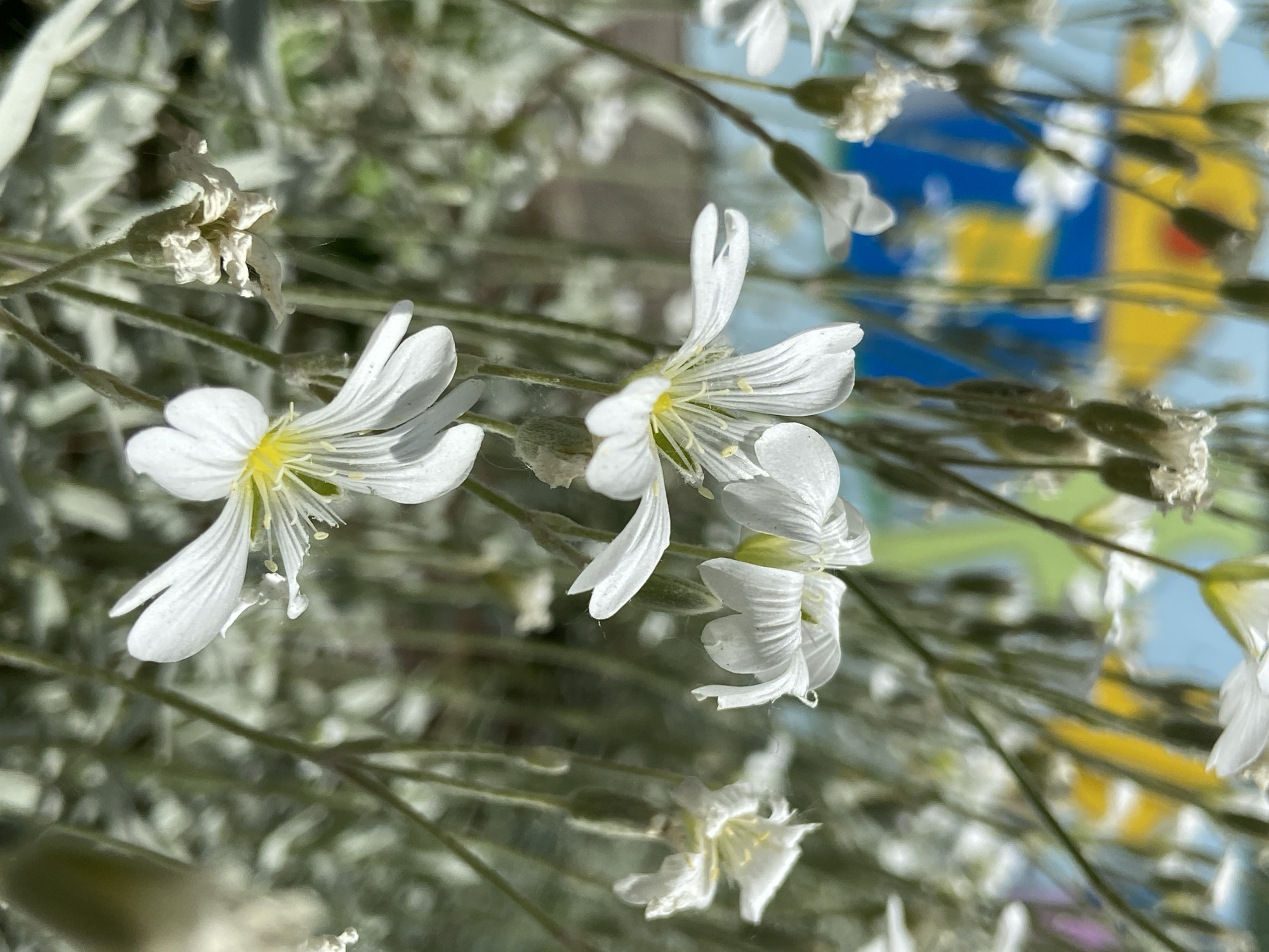 Morning Garden Documentation: Flowers and Foliage Captured in Detail