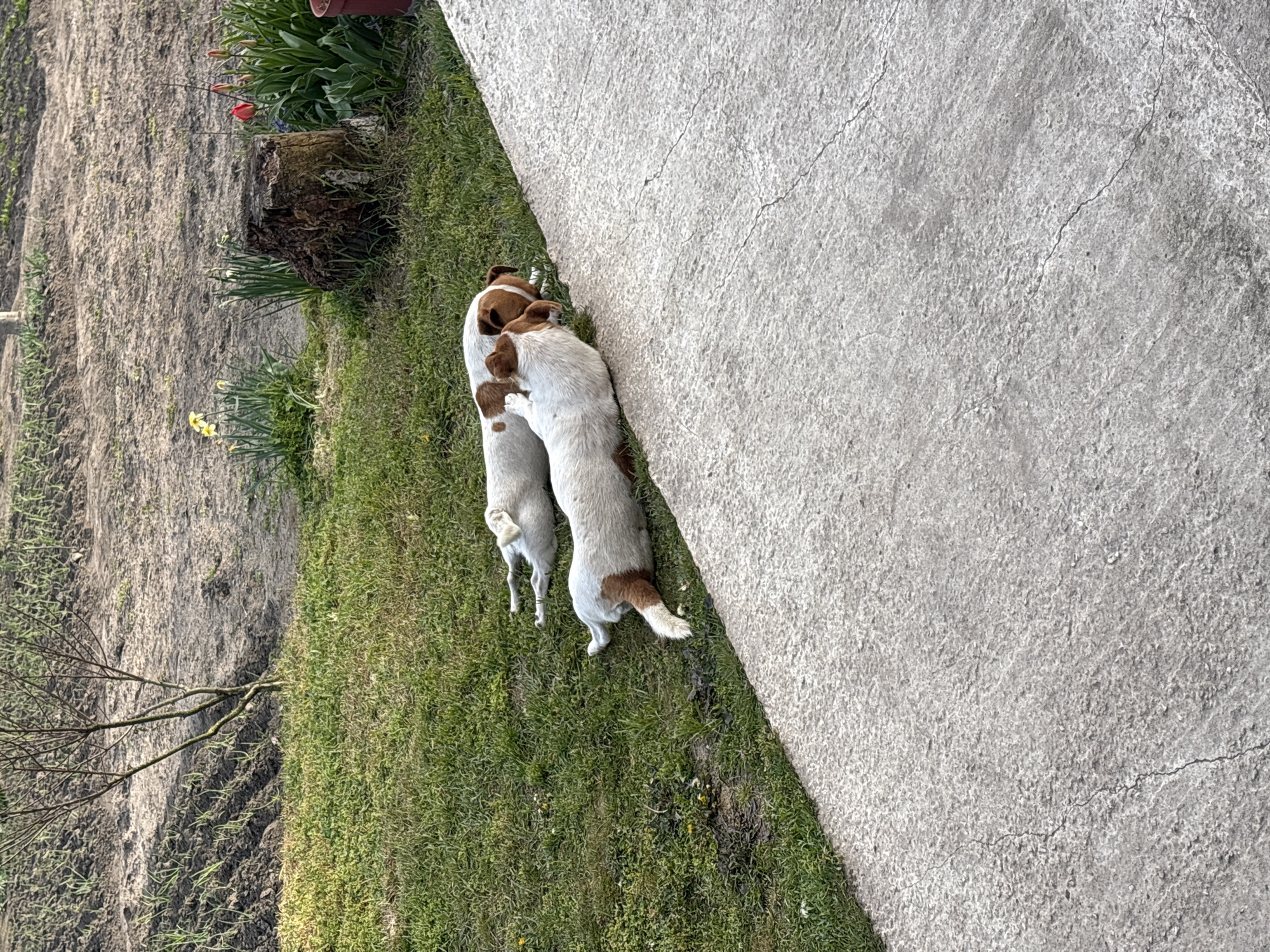 Two Jack Russell Terriers spotted in Priseltsi yard