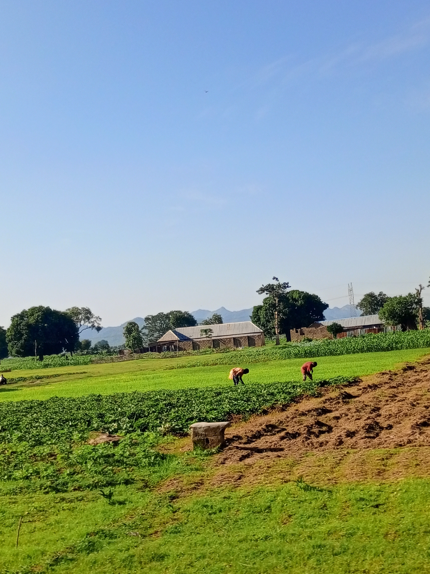 Rinjim Gani, Nigeria