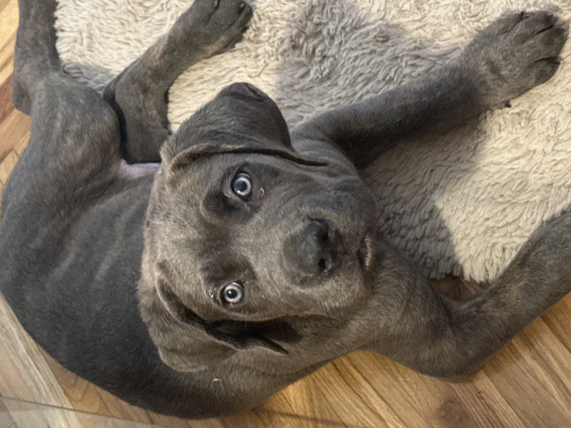 Cane Corso puppies and adult dog at home in Serbia