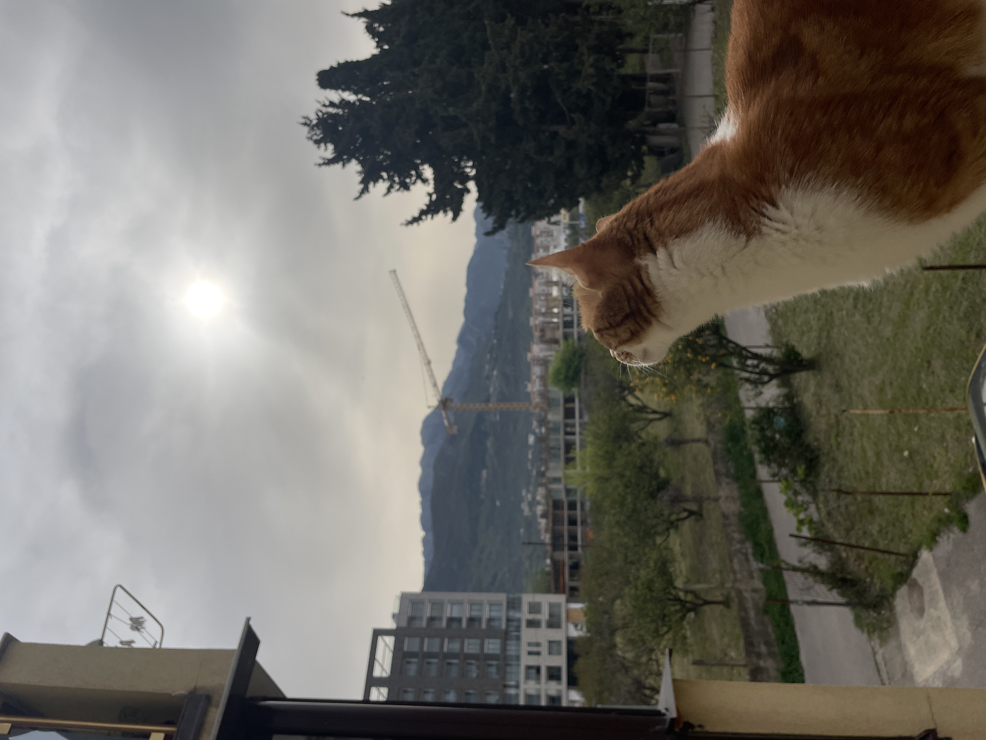 Cat observed on balcony overlooking Bar, Montenegro cityscape