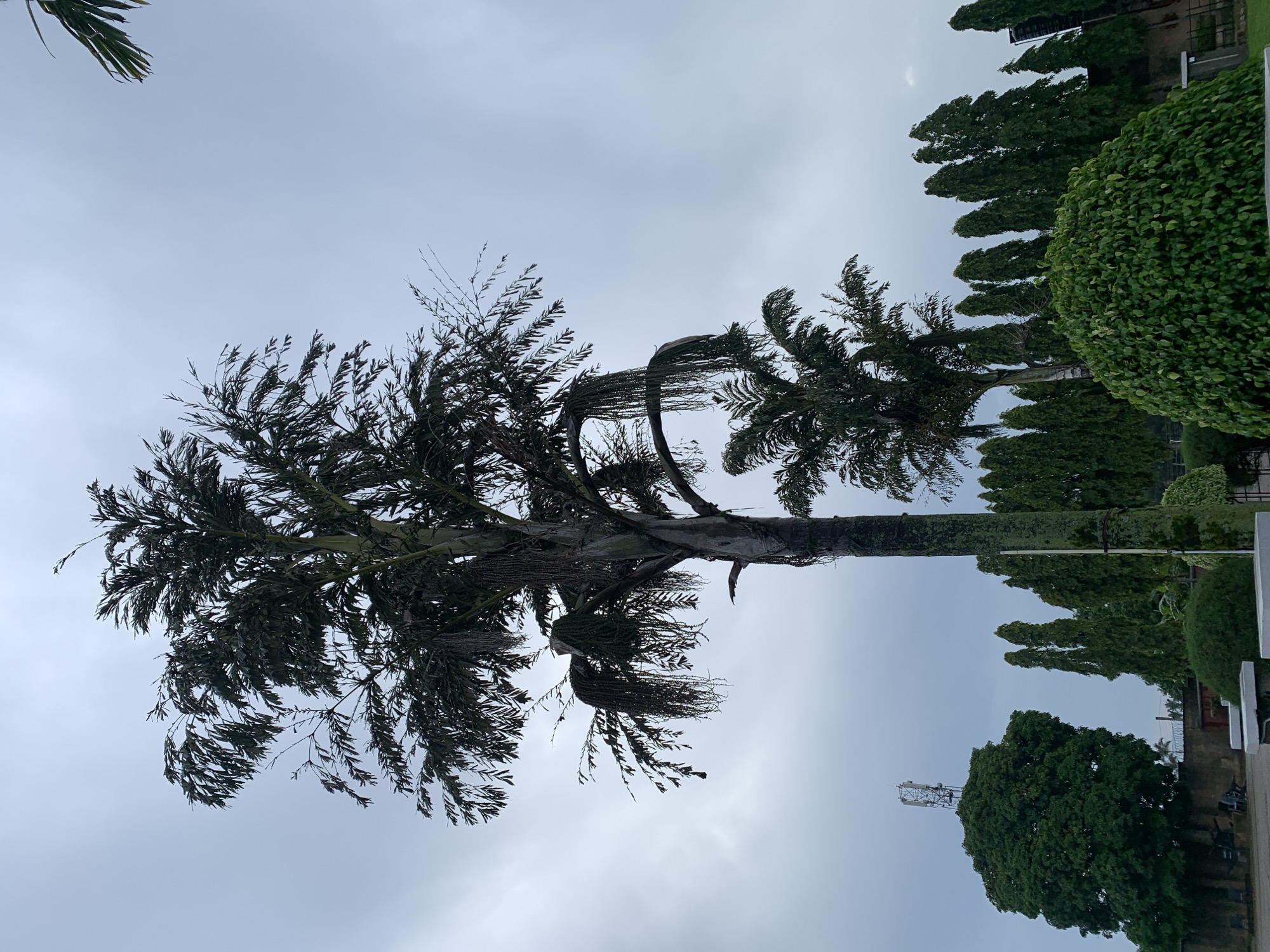 Overcast skies over Bukuru's tree-lined residential streets