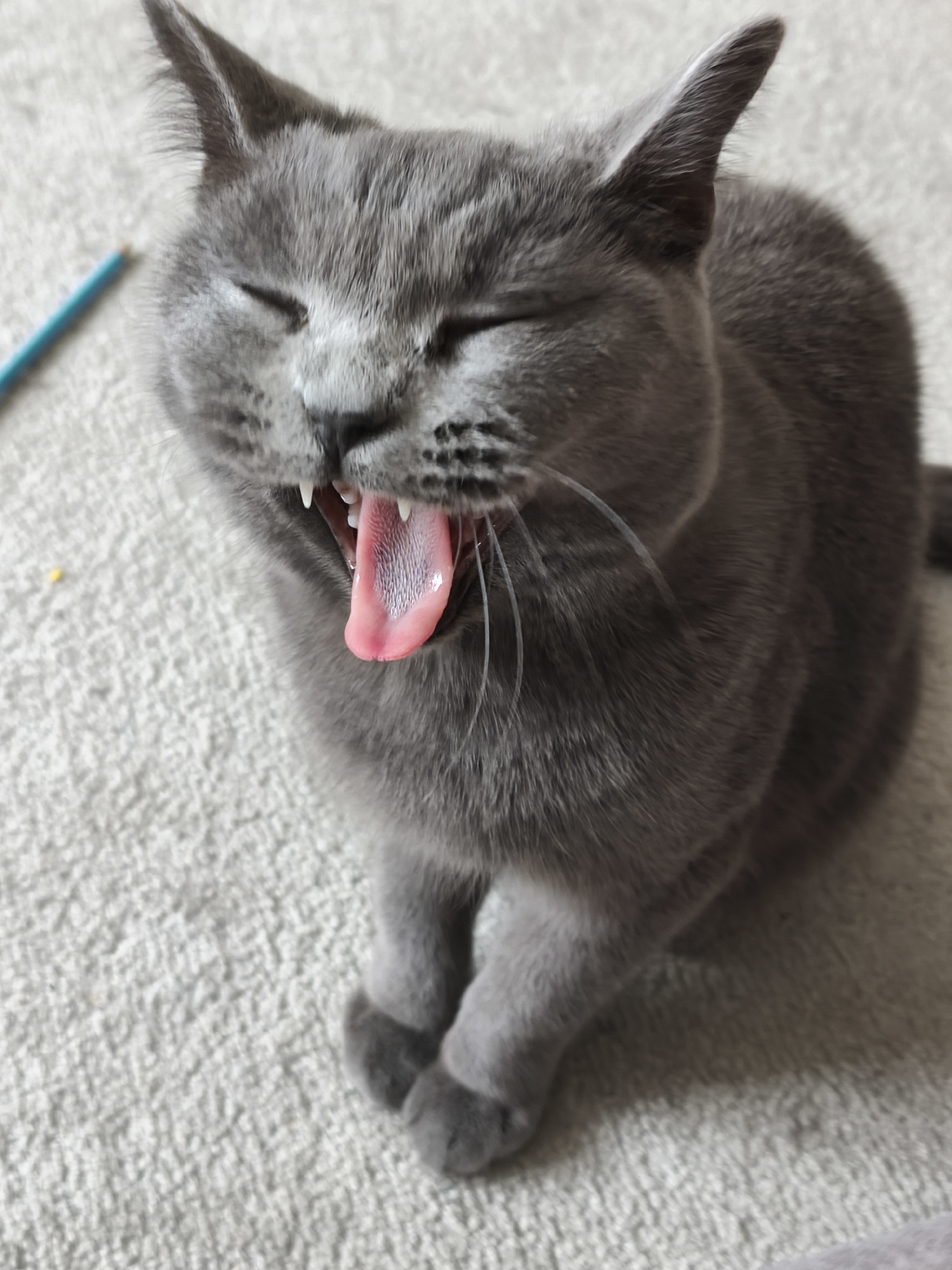Gray cat yawning, then alert indoors Thursday morning