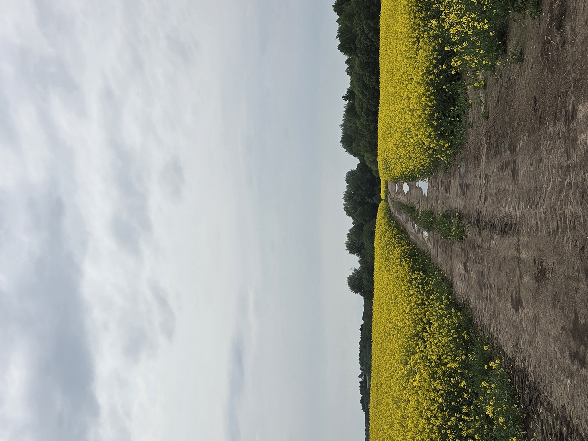 Witness documents flowering fields with yellow blooms and lupines
