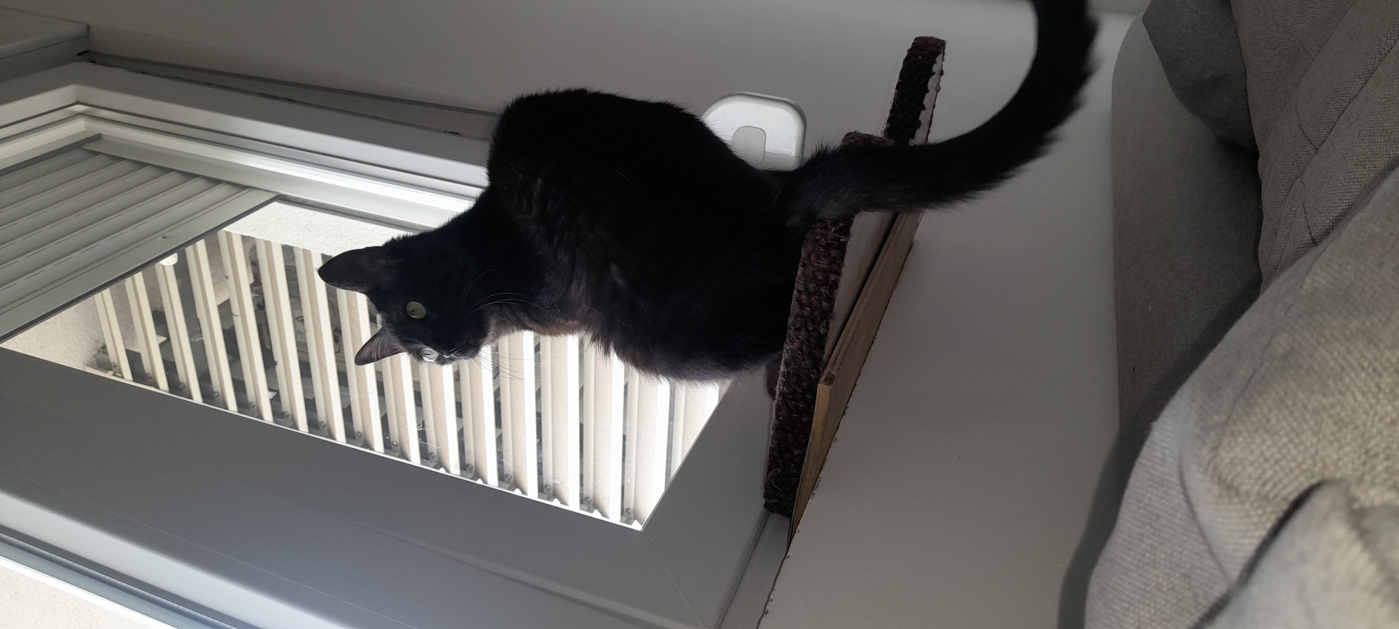 Black cat observed in Podgorica home during morning hours