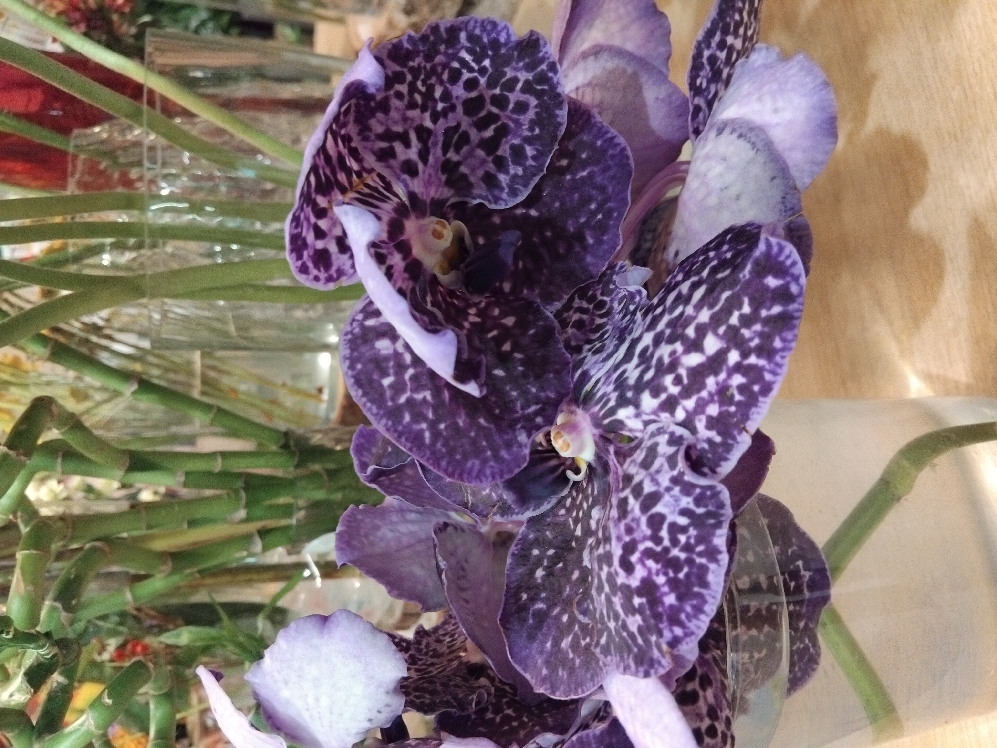 Inside a Portuguese flower shop, full inventory on display
