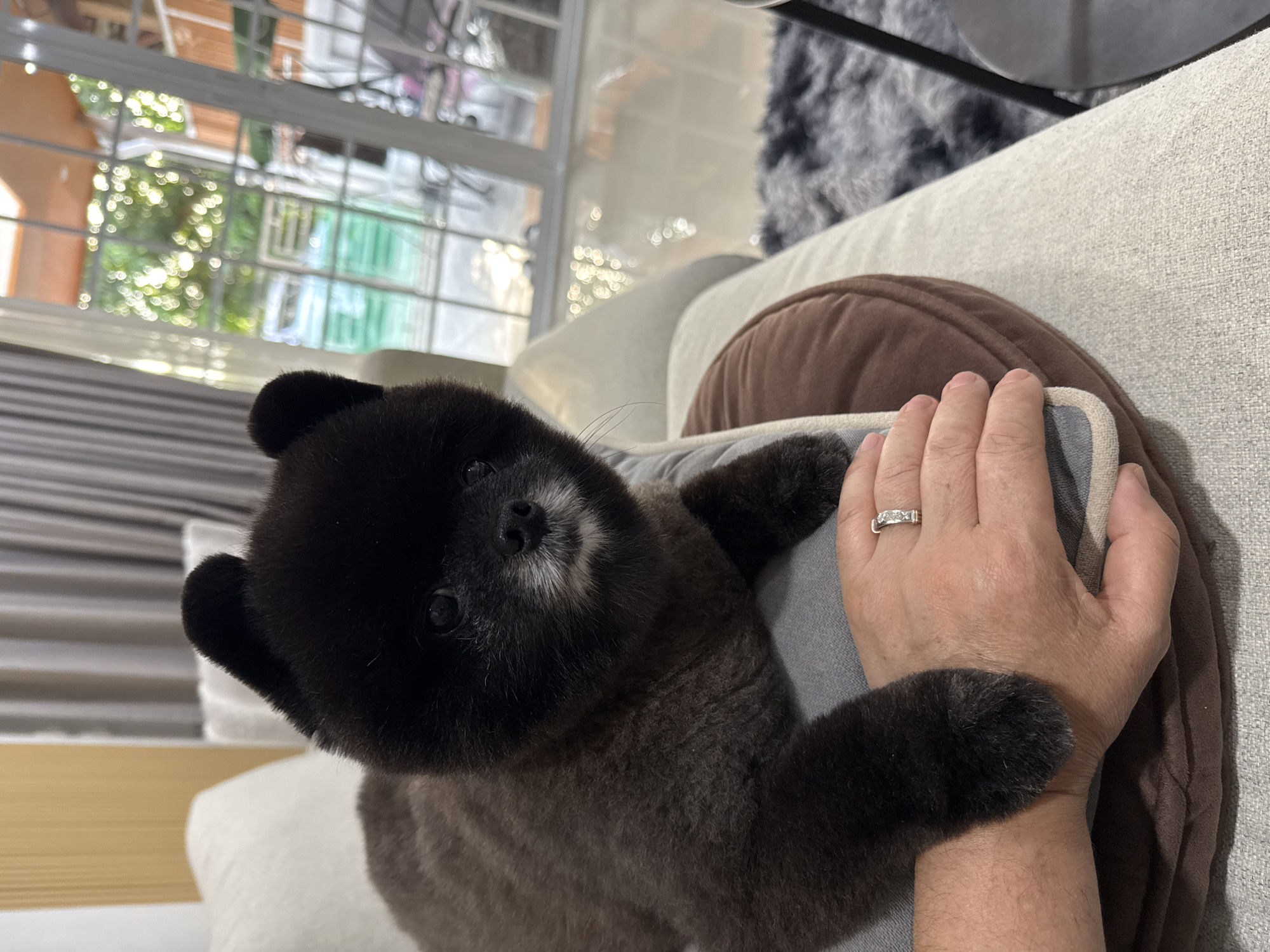 Pomeranian relaxes around a Kathu living room