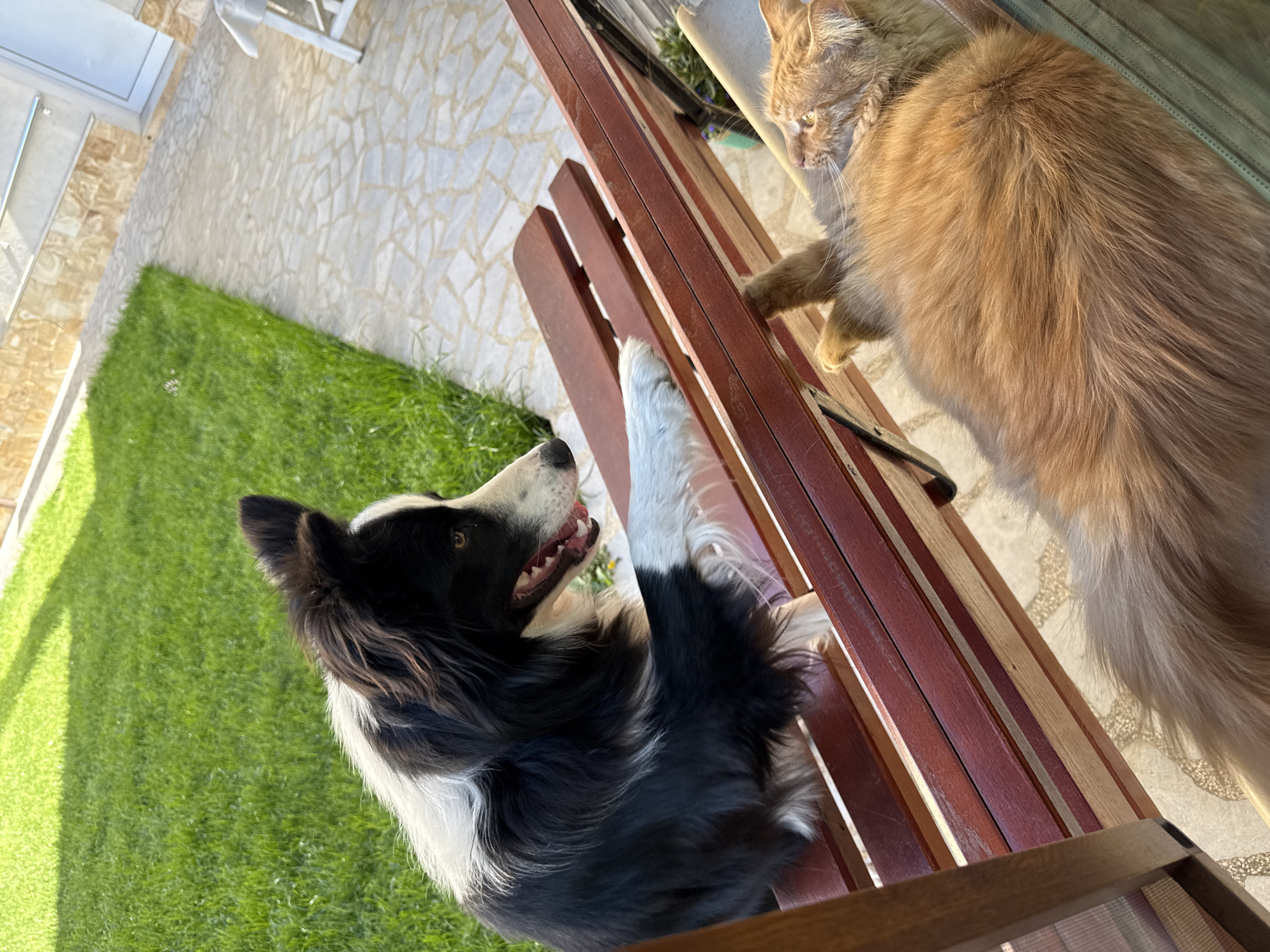 Cat and dog spotted around Berkovitsa neighborhood