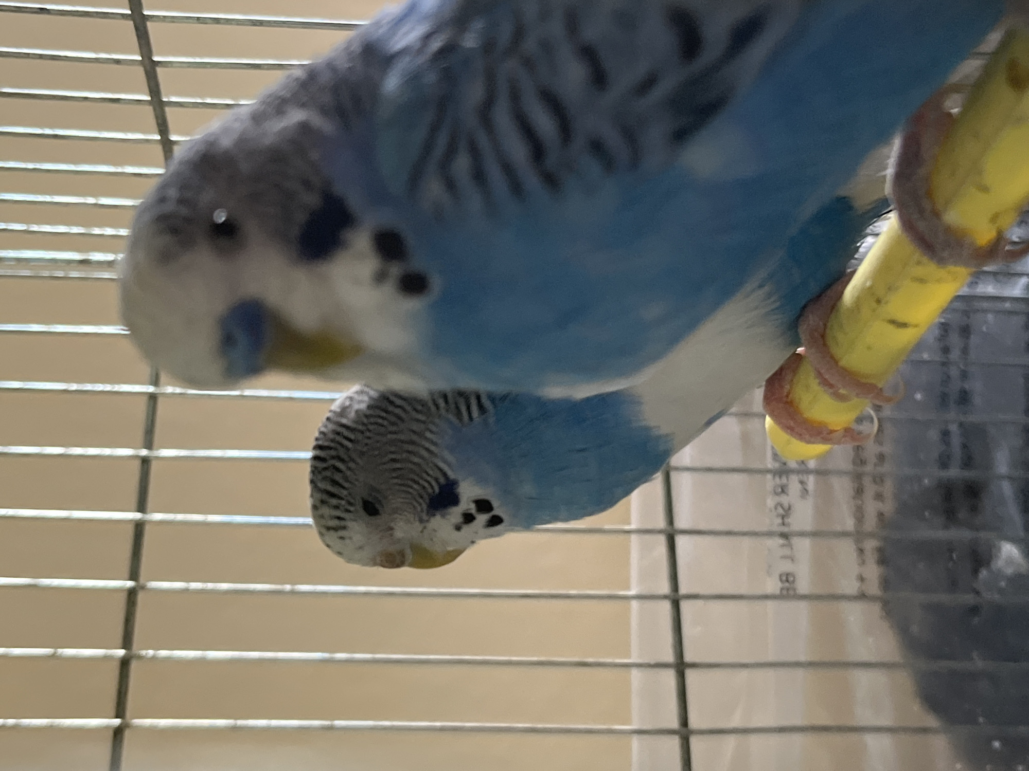 Caged budgerigars observed in Shumen under overcast skies