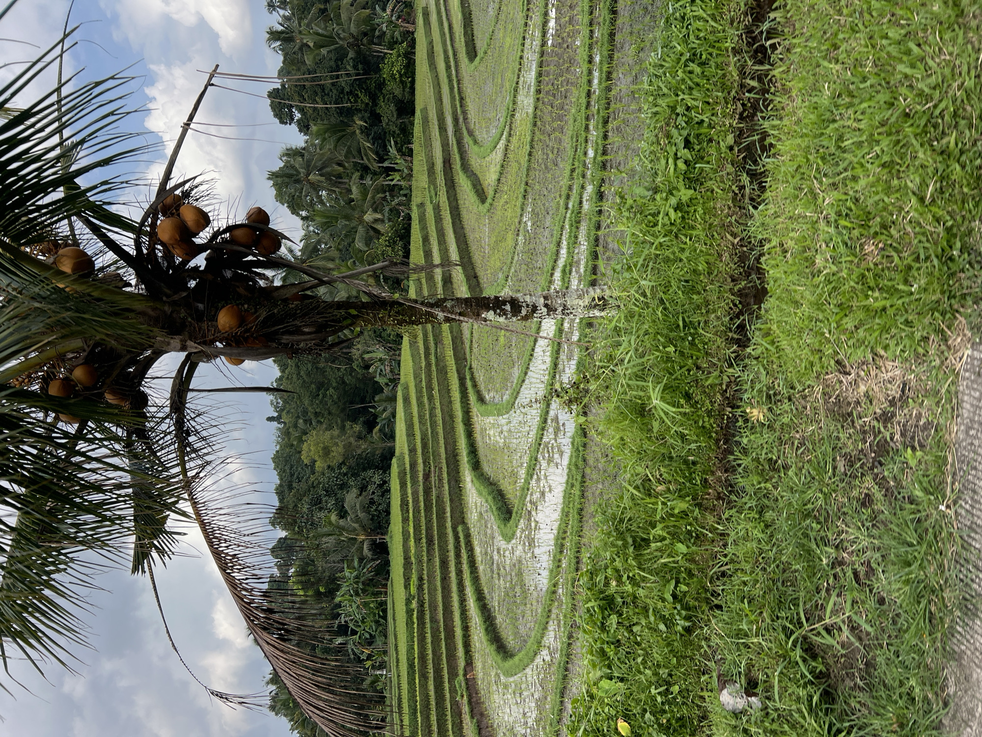 Lush terraced rice paddies in Selemadeg Barat, Bali