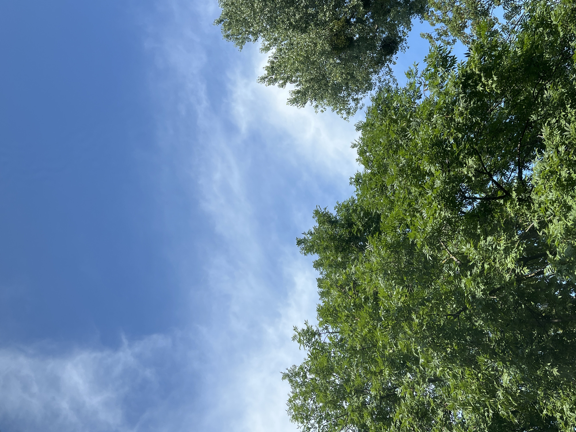 Looking up through green trees into a clear Warsaw sky