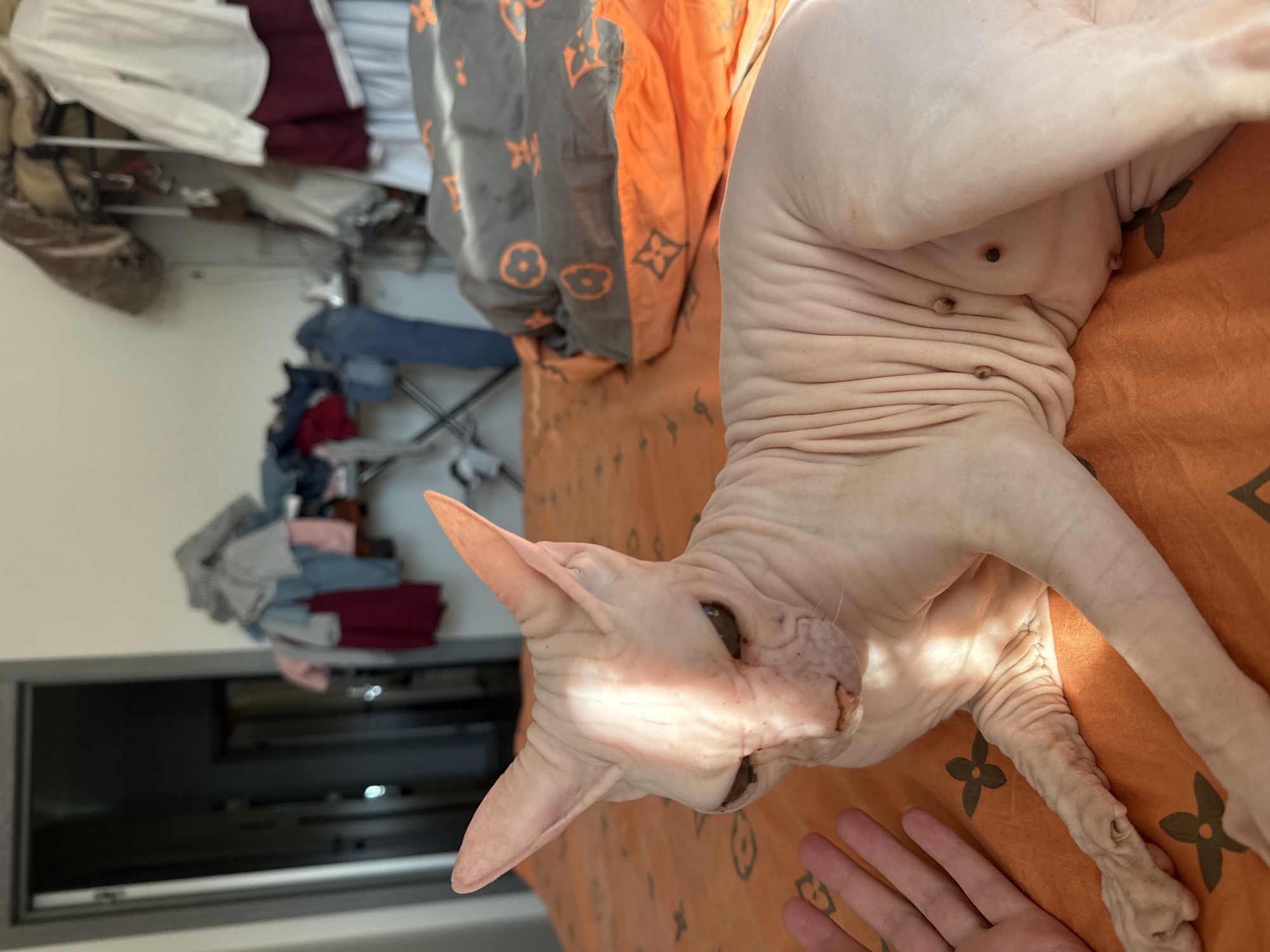 Sphynx Cat Photographed at Home in Krasnoyarsk Apartment