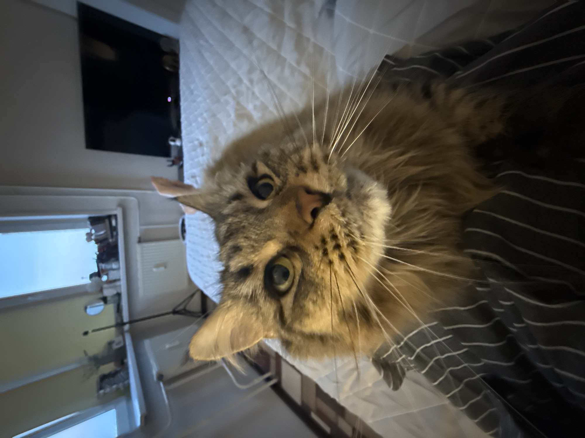 Cats resting indoors captured by witnesses in Izhevsk
