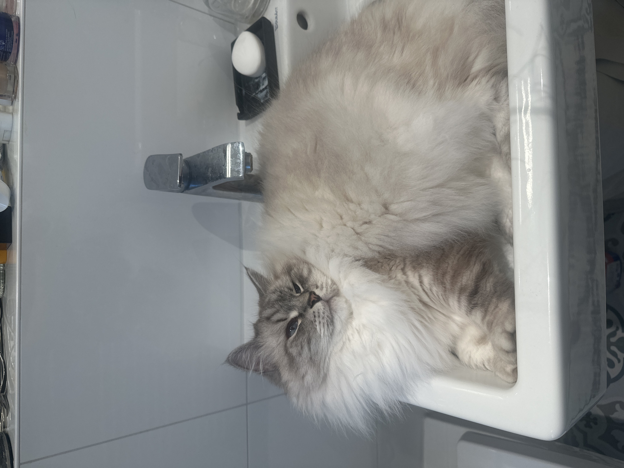 Cat found napping in bathroom sink in Berlin