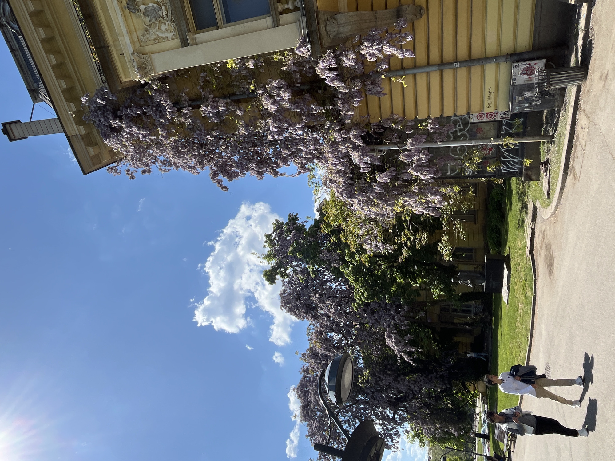 Purple wisteria blooms on yellow building in Sofia
