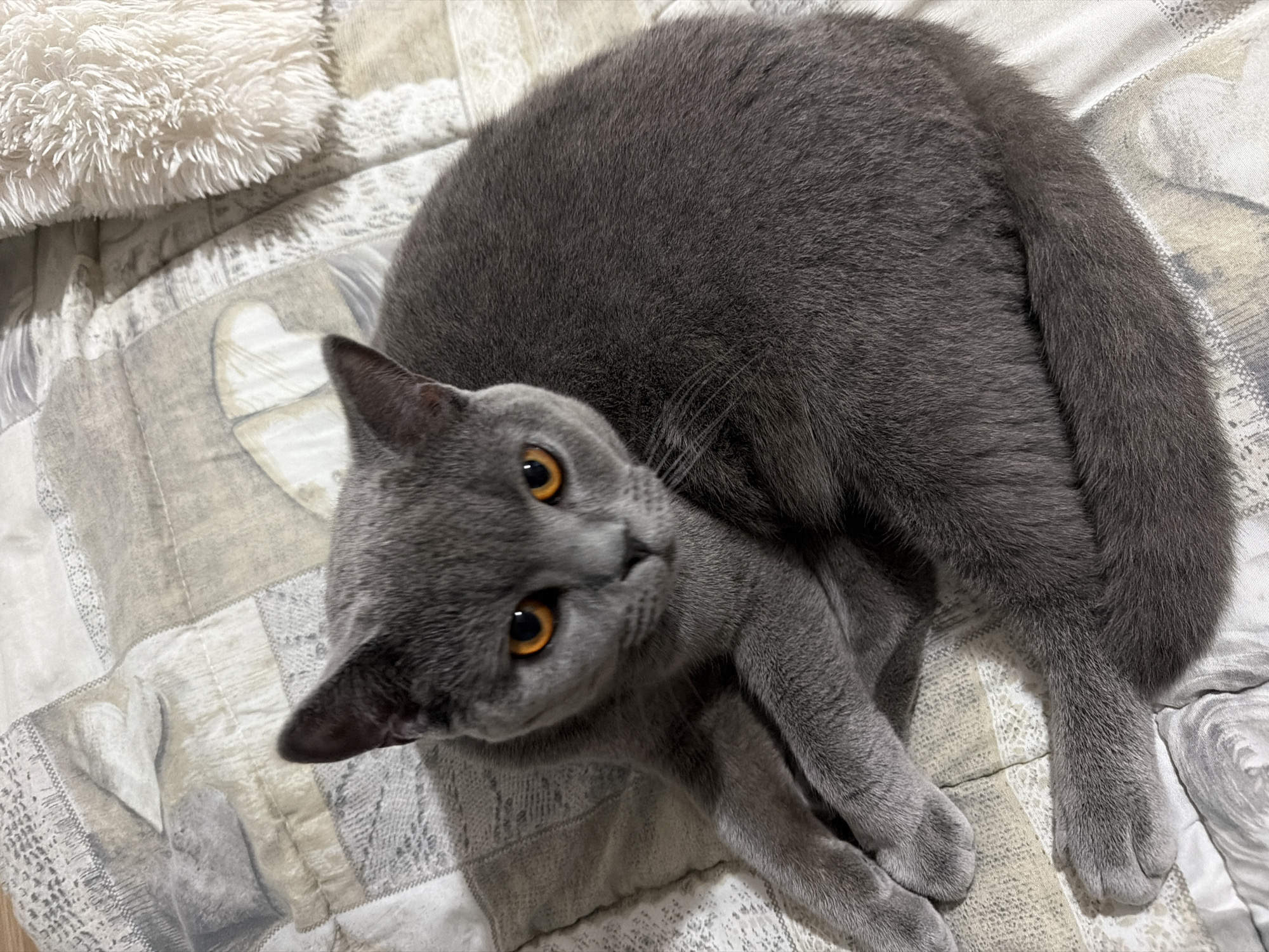 Grey British Shorthair chills on quilted bed in Dimitrovgrad