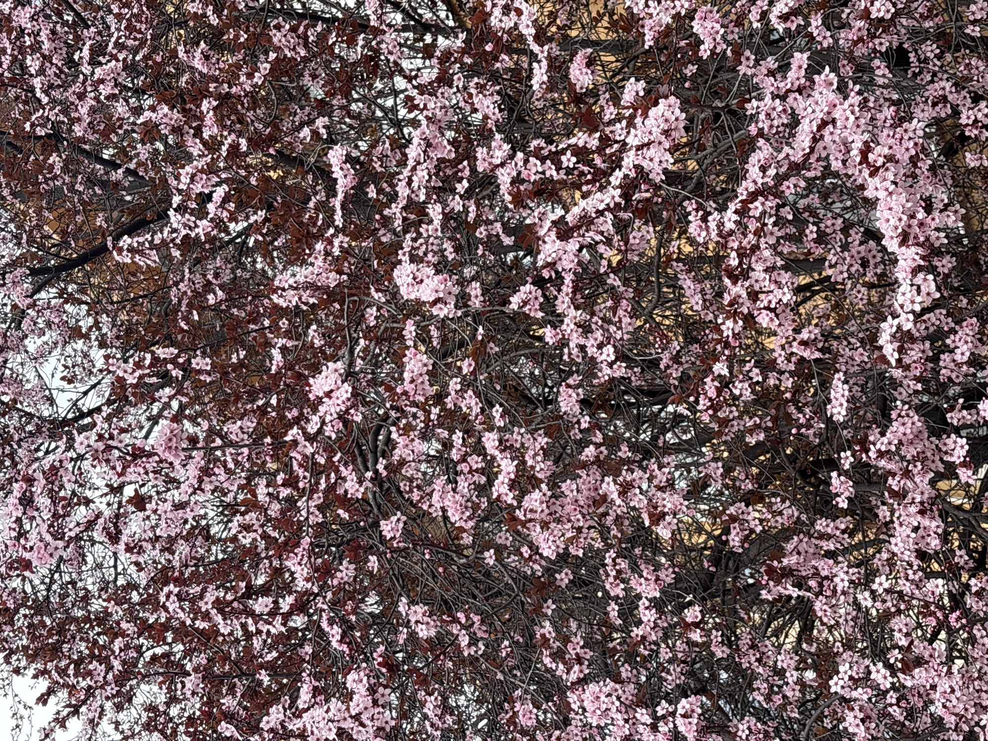 Spring blossoms documented on Shumen street amid urban scenery