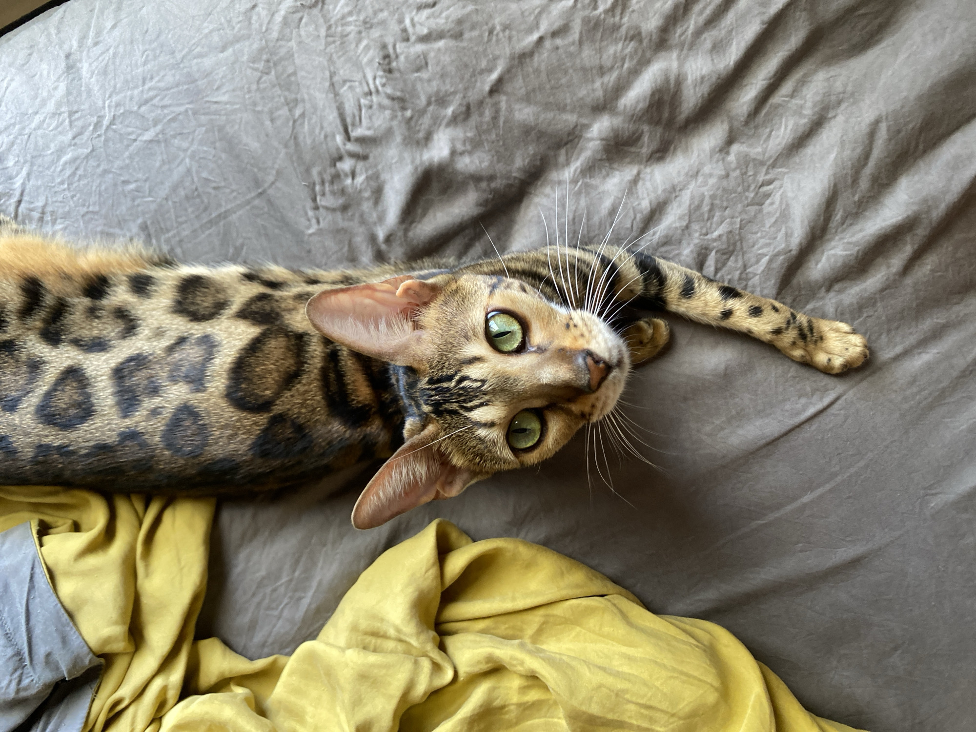 Bengal cat spotted resting on bed in Mũi Né