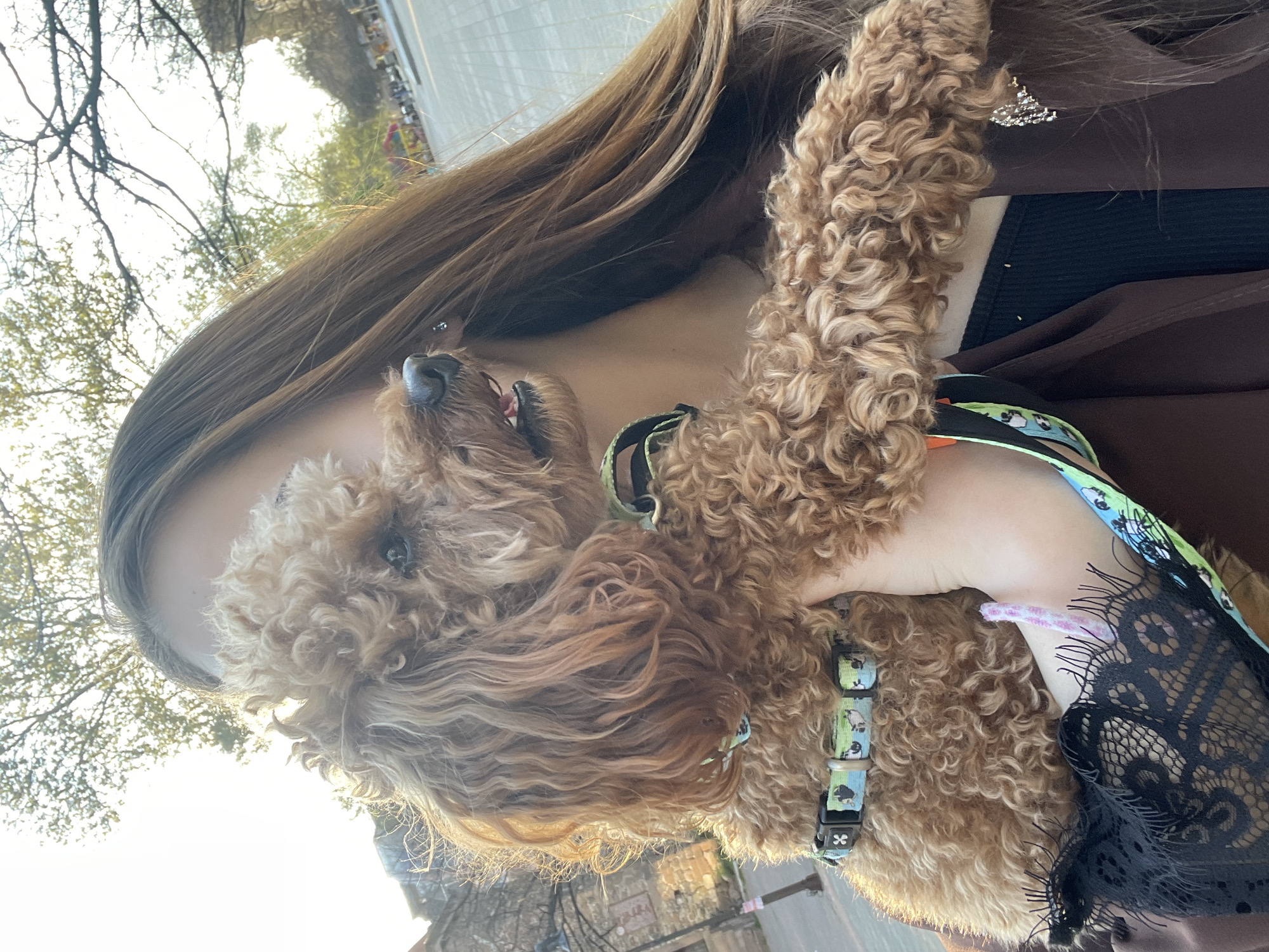 Woman with poodle photographed on Pazardzhik sidewalk near pharmacy