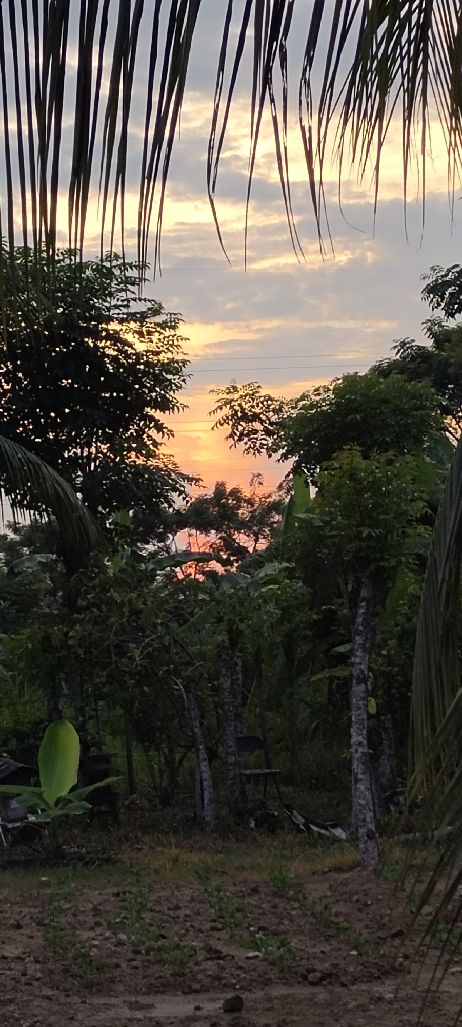 Sunset through tropical foliage in Lhokseumawe, Indonesia