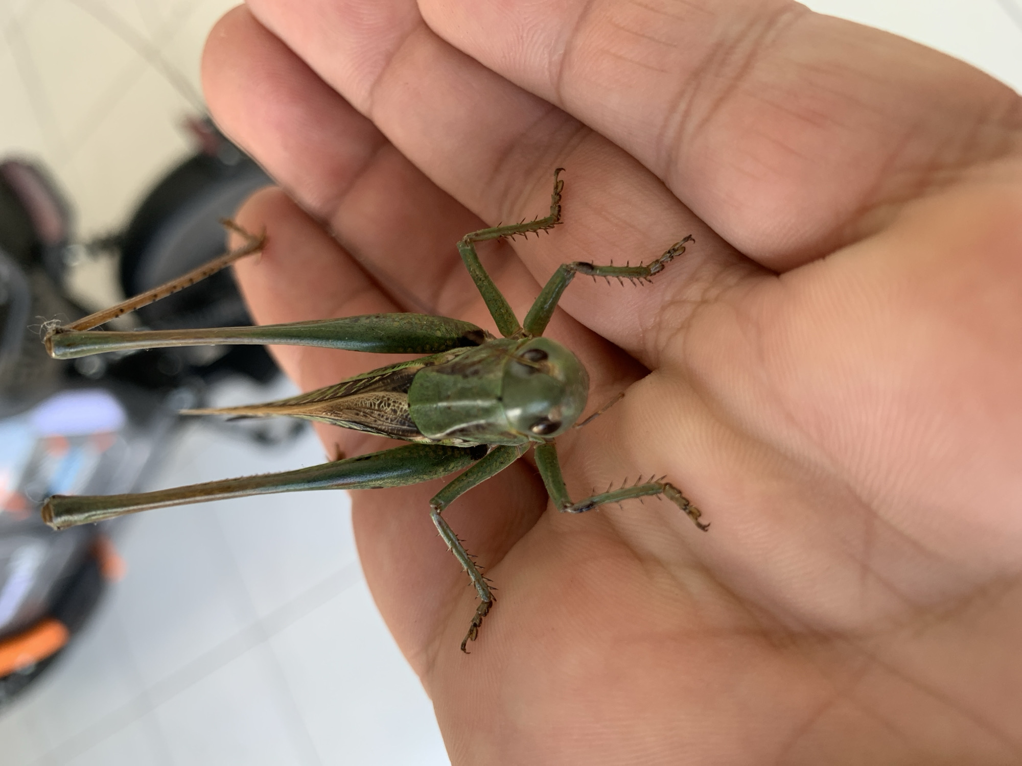 Green katydid gets a thorough close-up session in Kropotkin