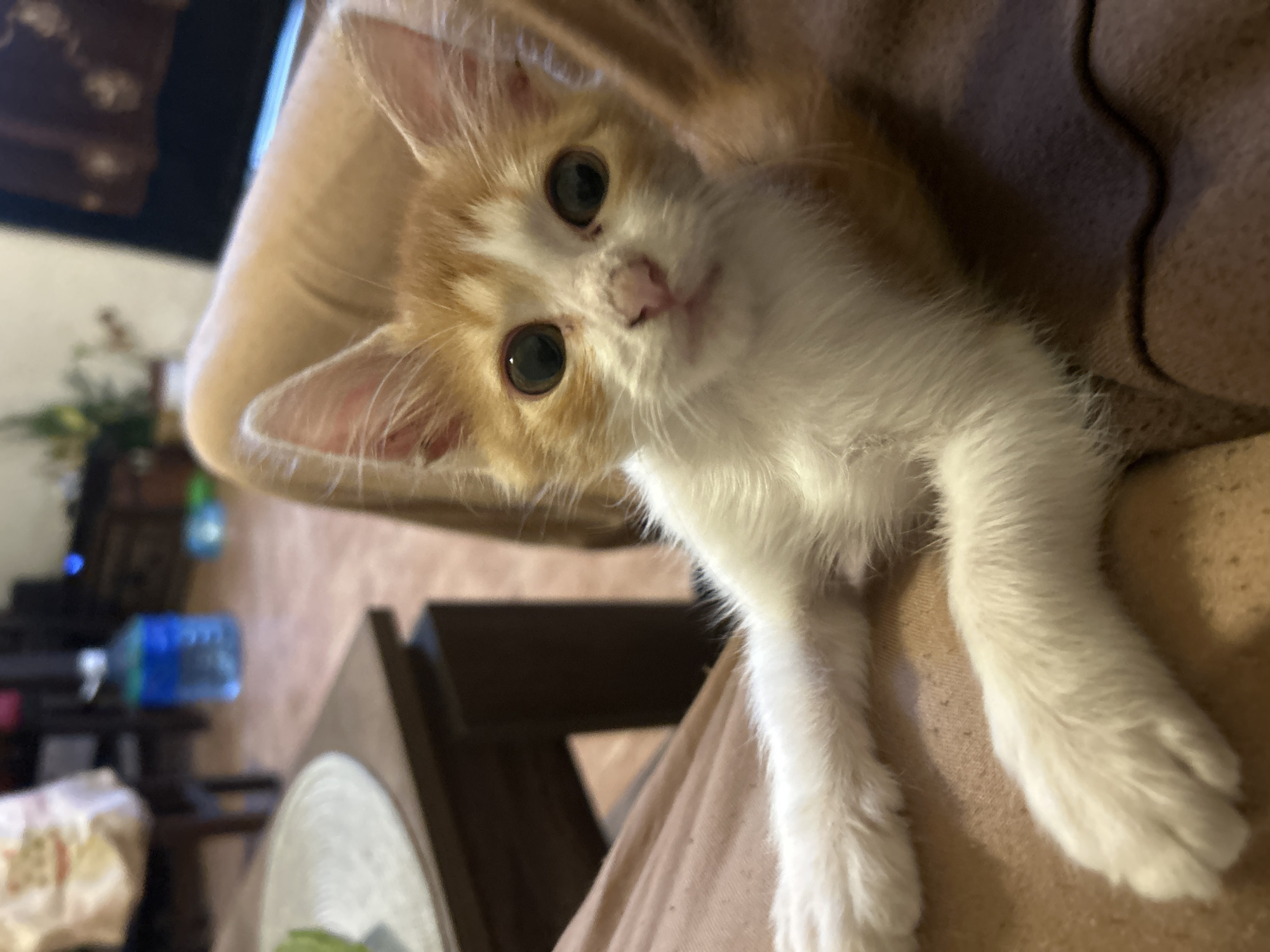 Tabby kitten photographed resting on lap in Buenos Aires