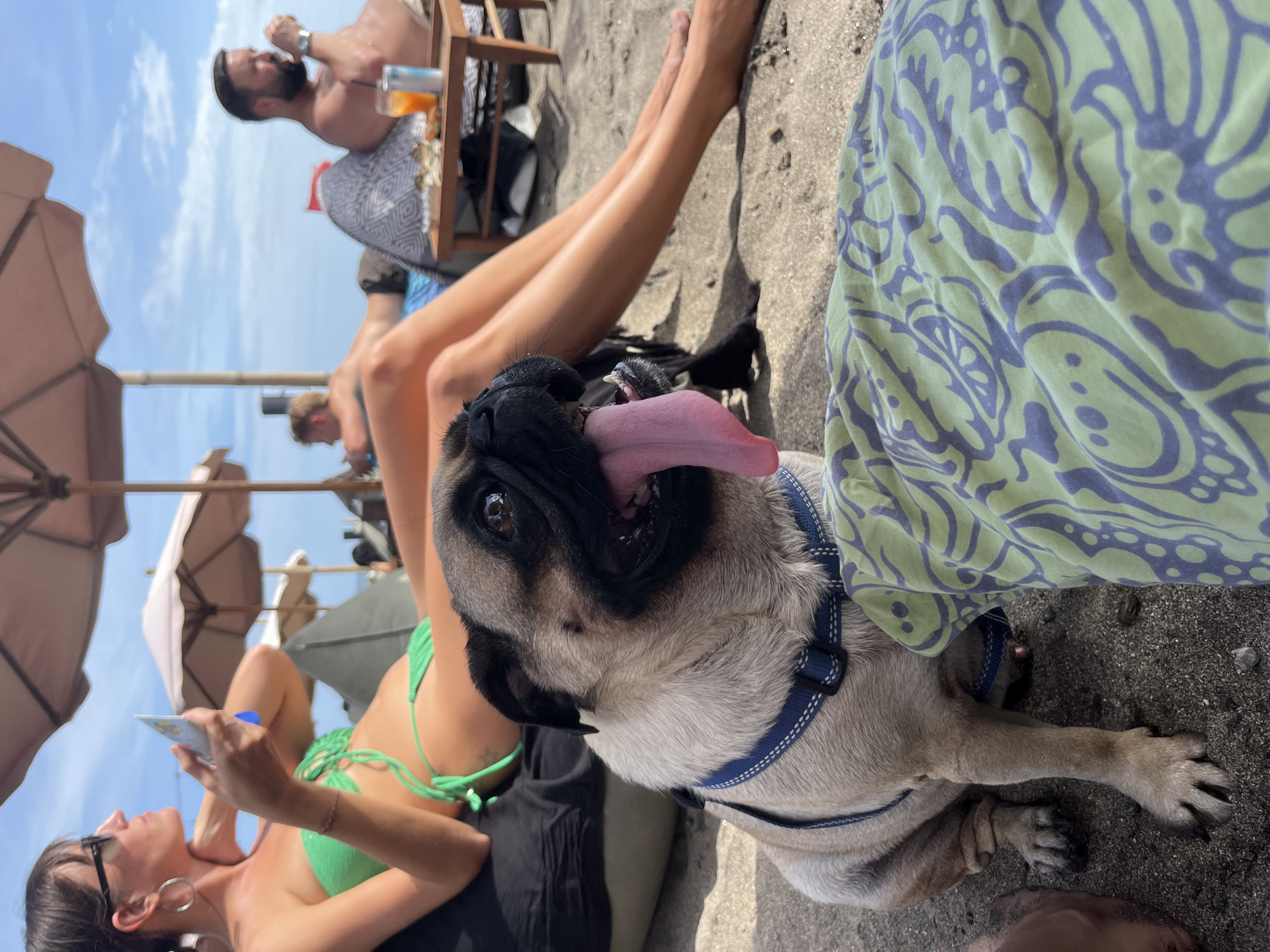 Woman and pug enjoy morning beach day in Bali