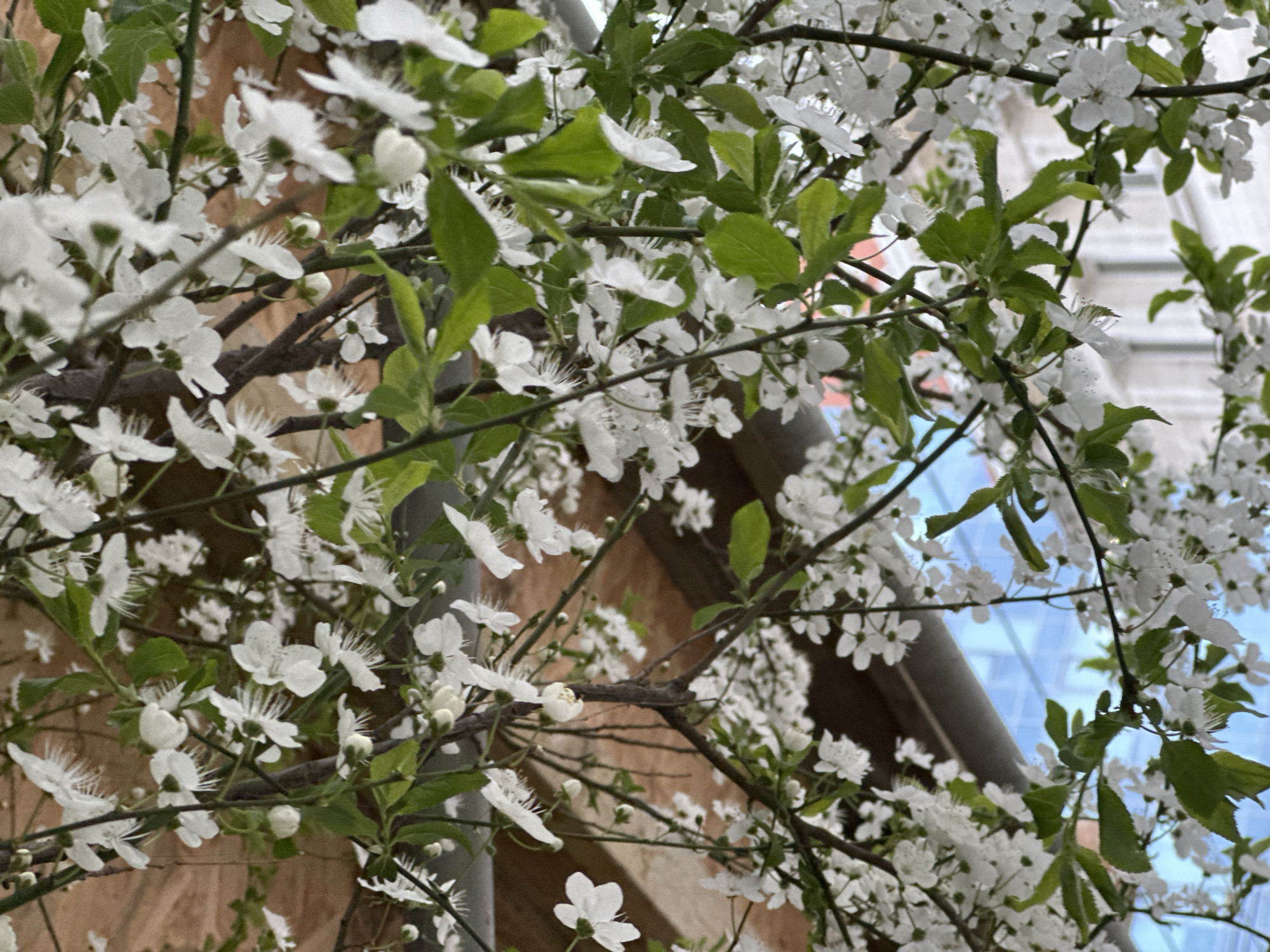 Spring blooms frame urban construction scene in Sofia