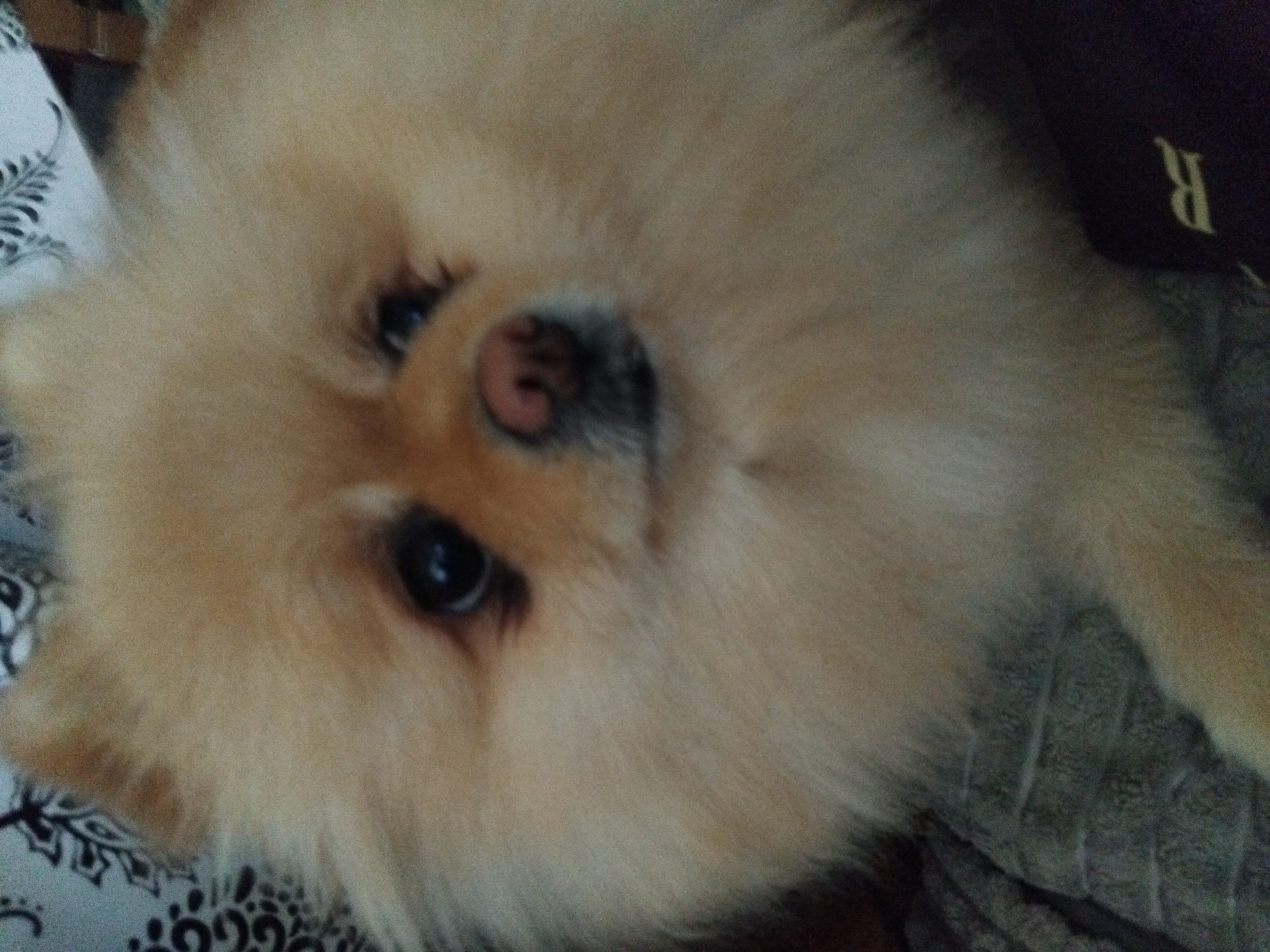 Pomeranian dog photographed resting indoors in Apriltsi, Bulgaria