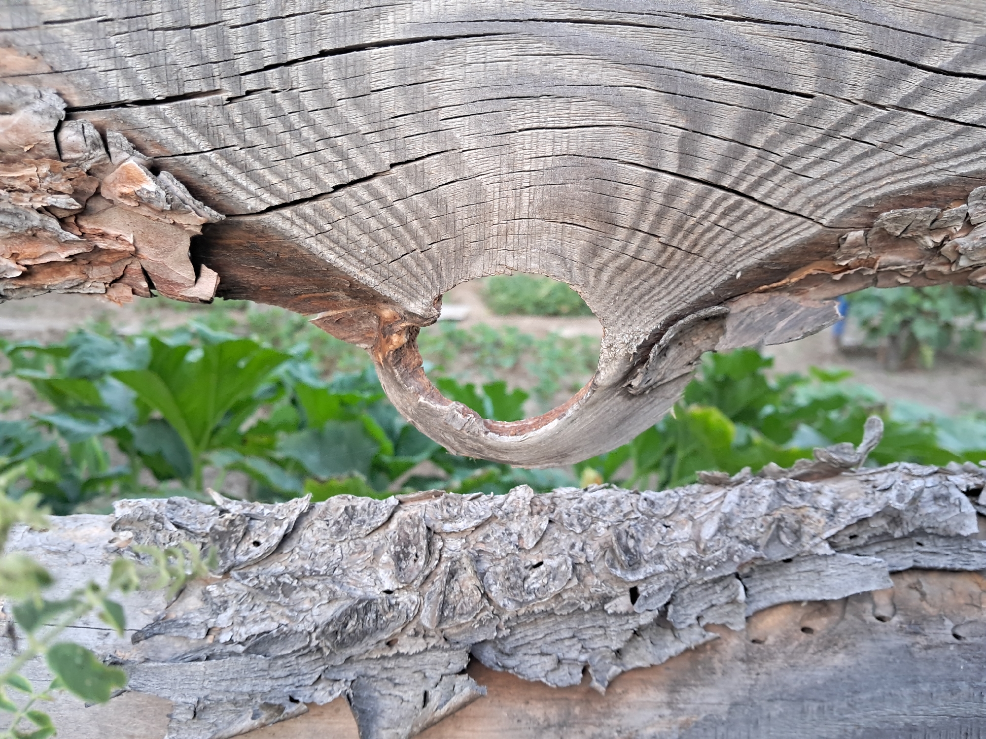 Backyard afternoon: dogs, garden plants, and small found details