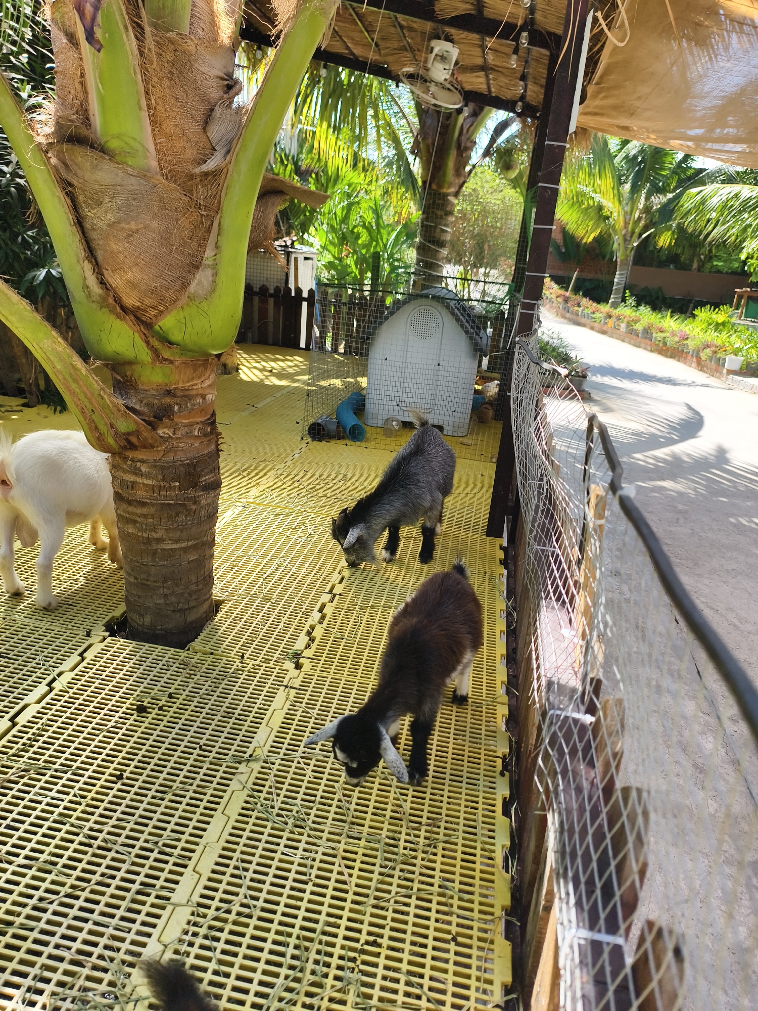 Goats graze across Tay Nha Trang Ward waterfront areas