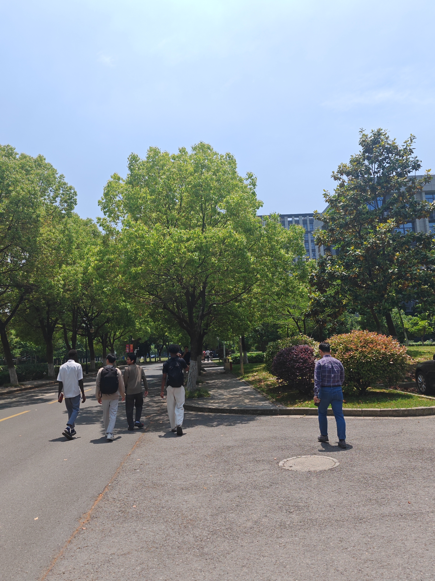 Early morning pedestrians navigate tree-lined paths in Jiangning District