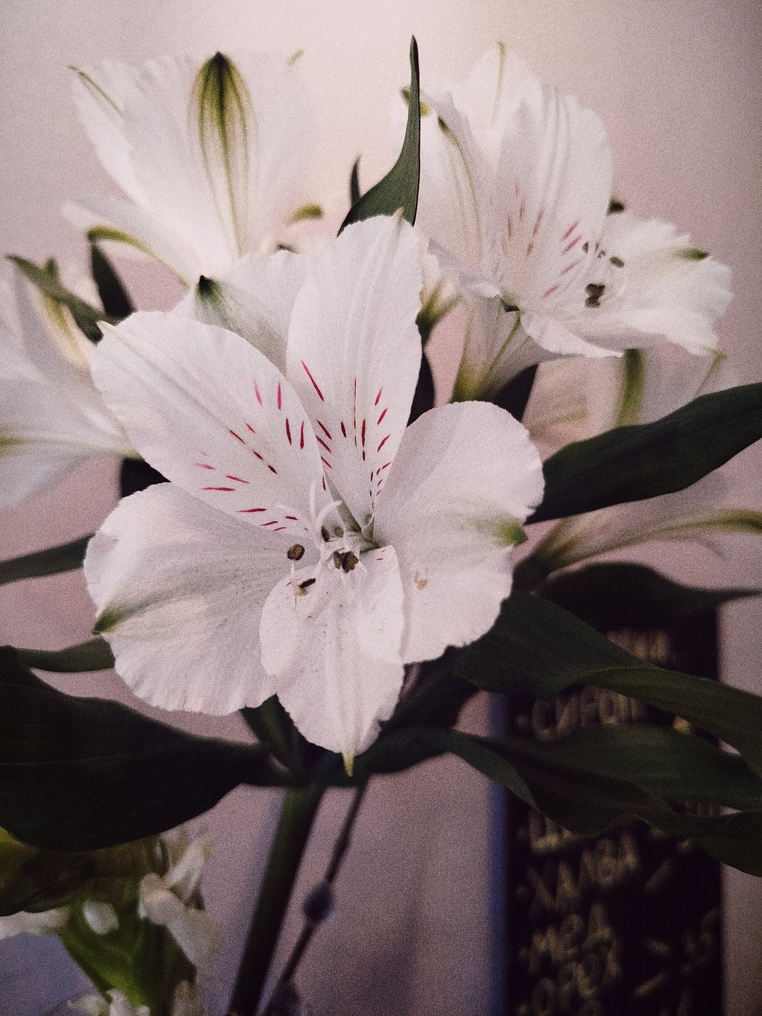 Flowers and beverage documented in quiet moments