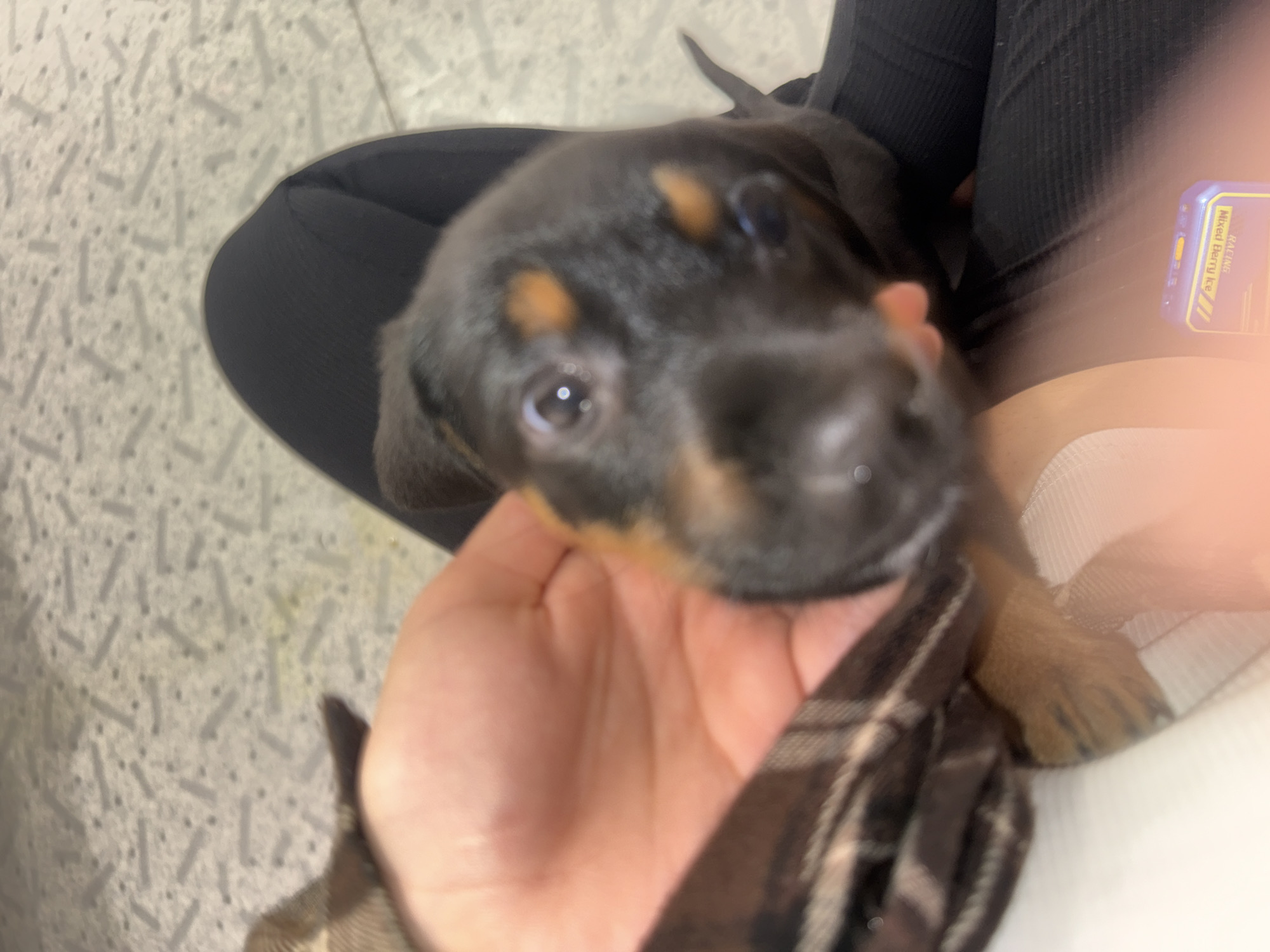 Person cuddles with puppy in intimate indoor moment