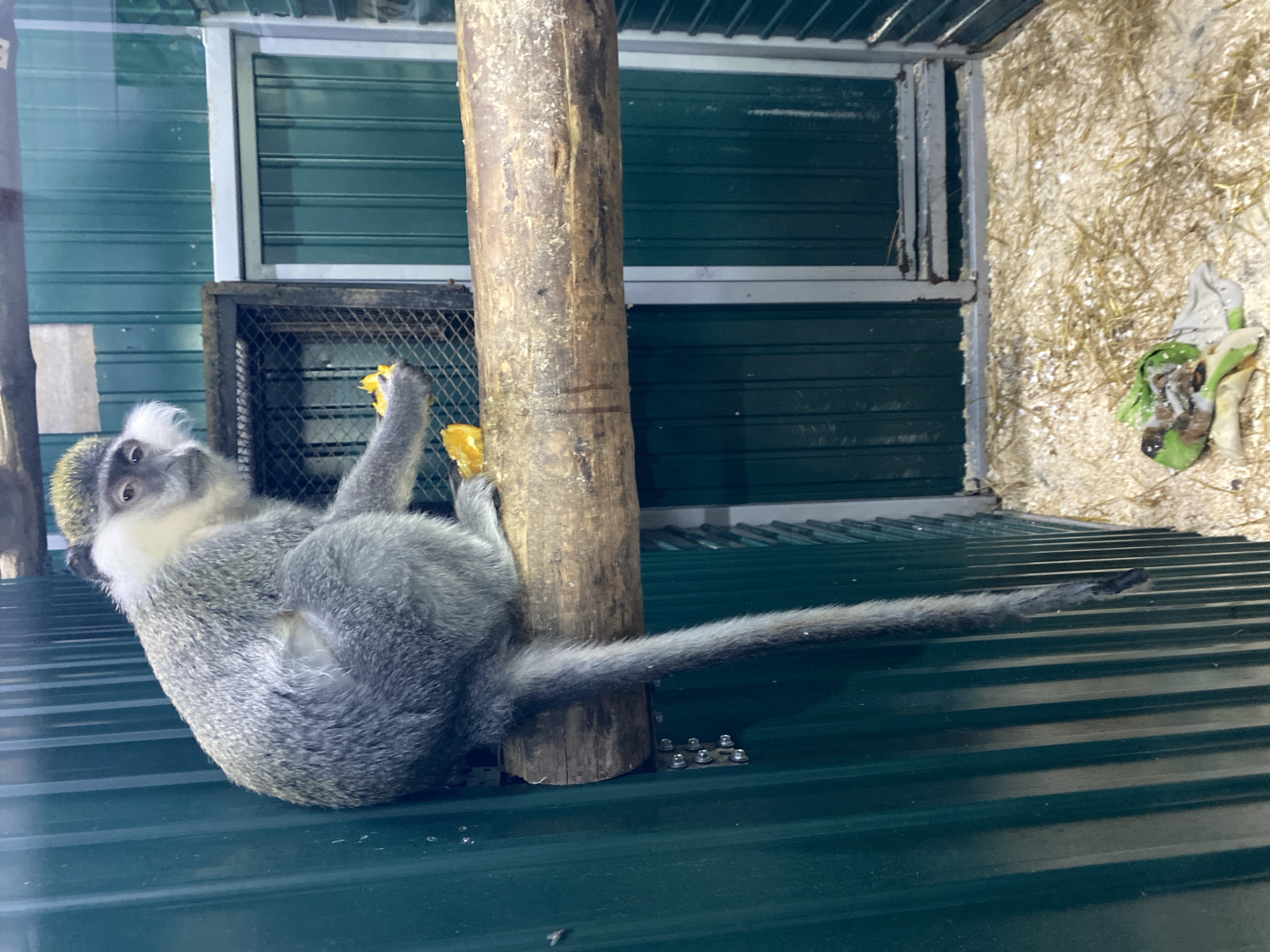 Zoo animals observed during morning hours in Irkutsk, Russia