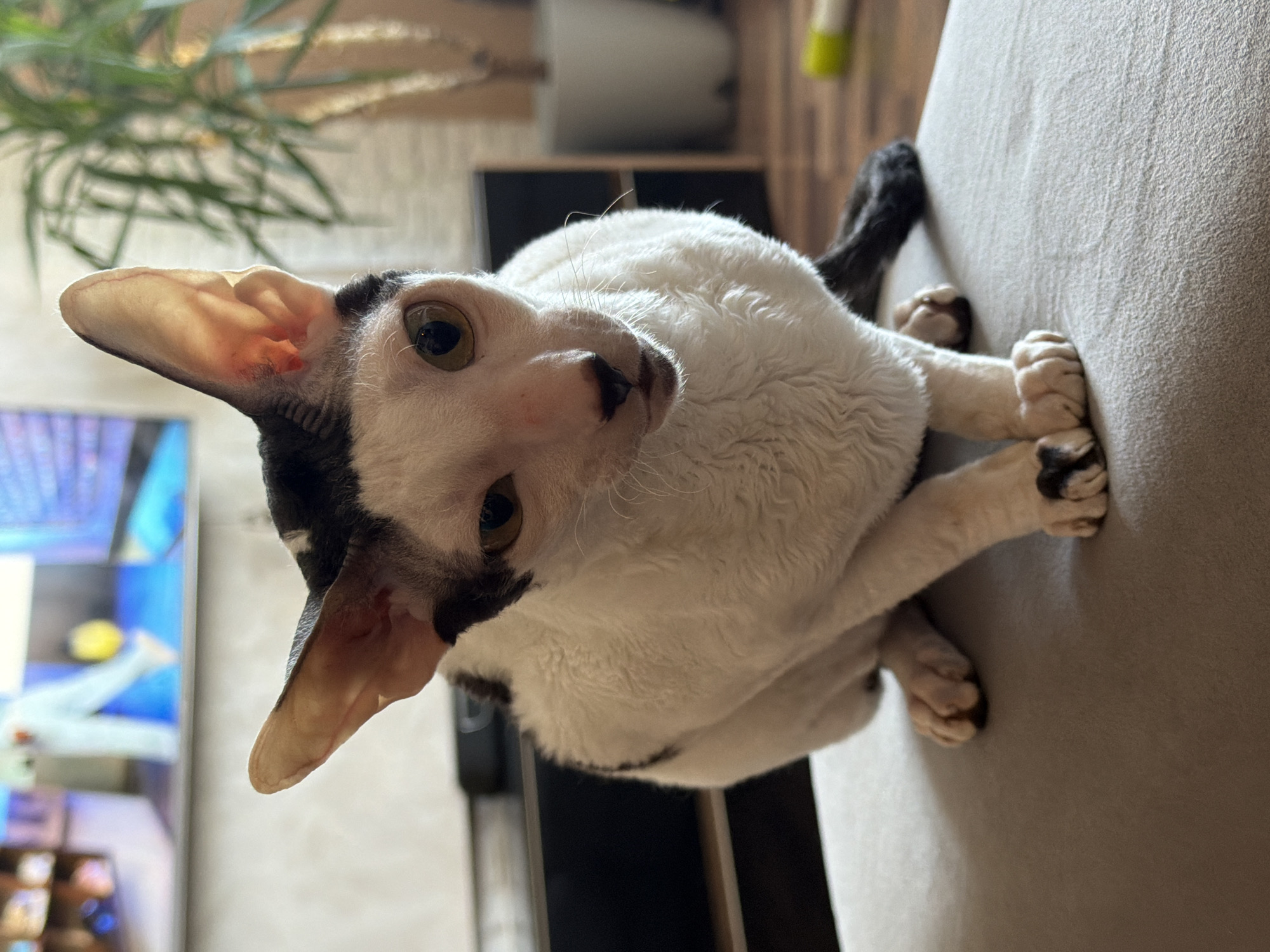 Cornish Rex cats at home in Yekaterinburg, summer morning