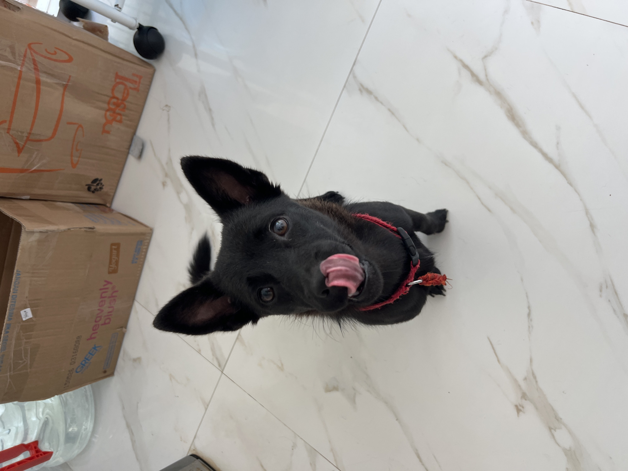 Black dog with red collar spotted on marble floor
