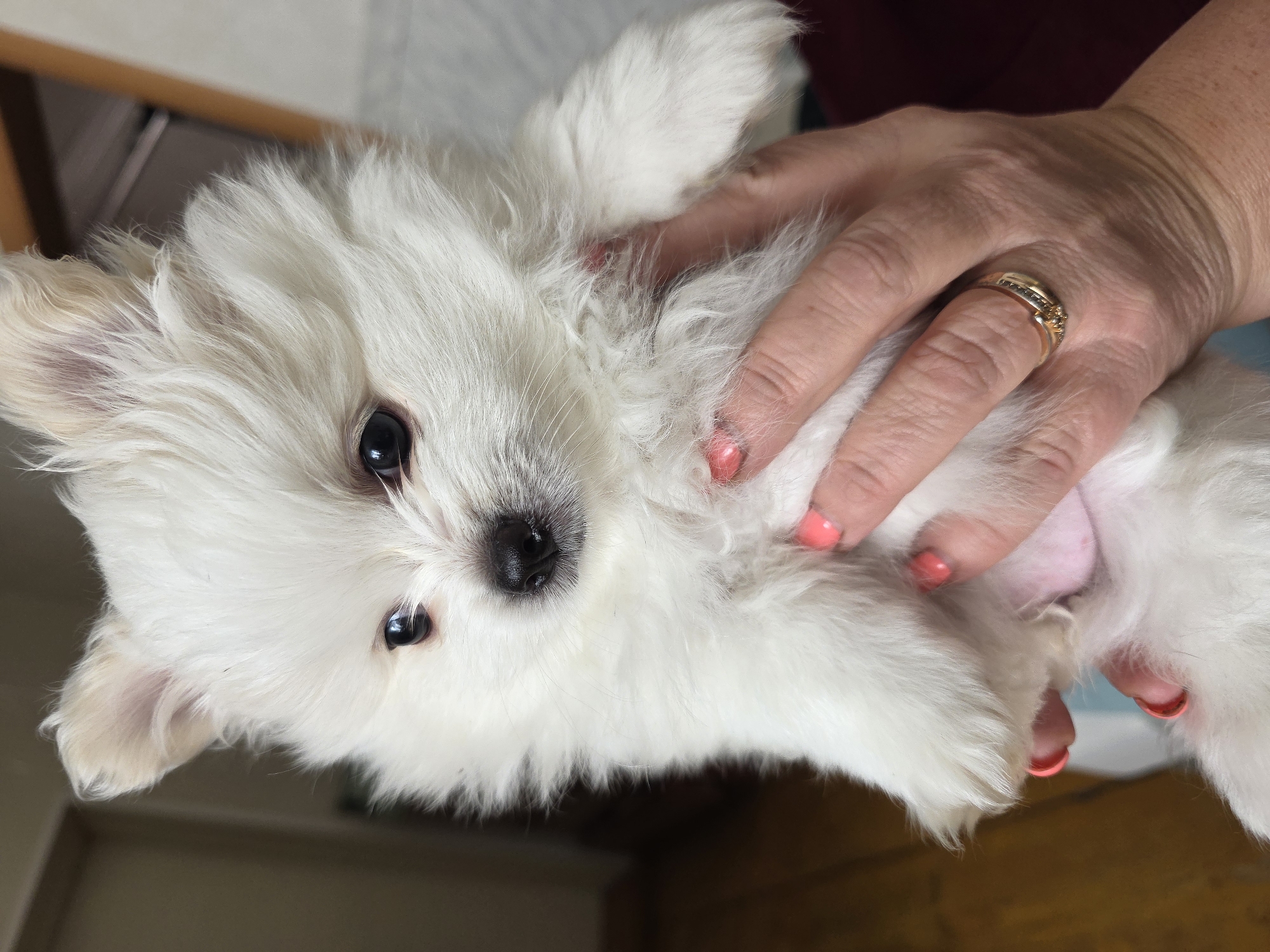 Small white puppy held gently in close-up photograph