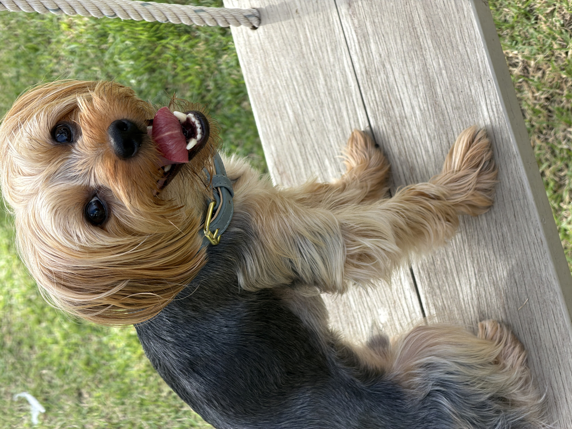 Yorkshire Terrier enjoys a morning out in Thep Krasatti