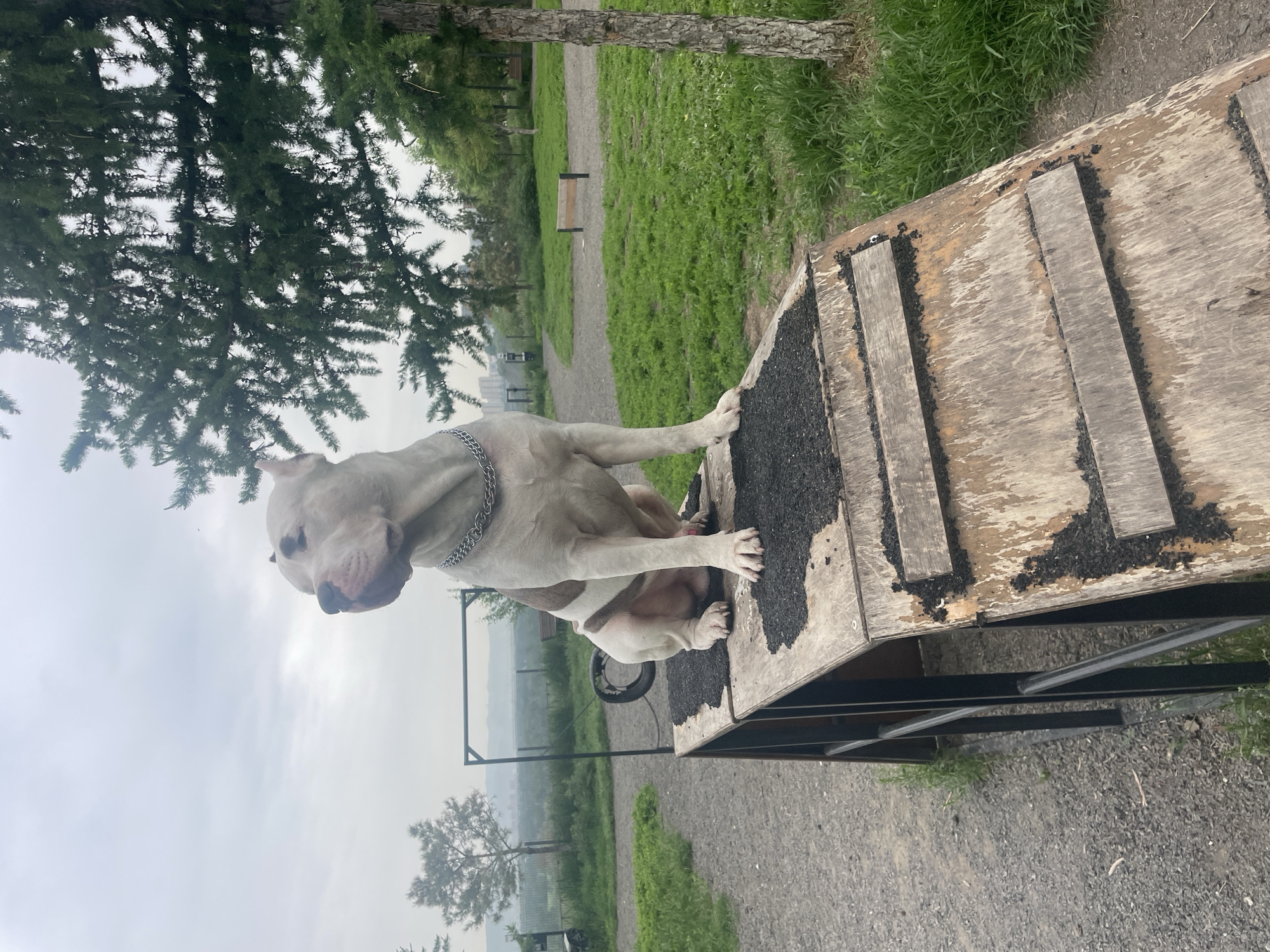 Pit Bull observed on agility course at dog park