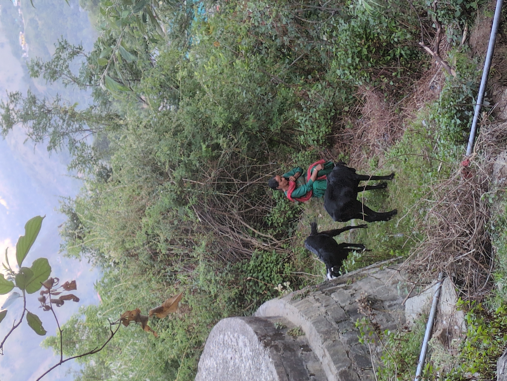 Goats, farmland, and rock art in Doh, India